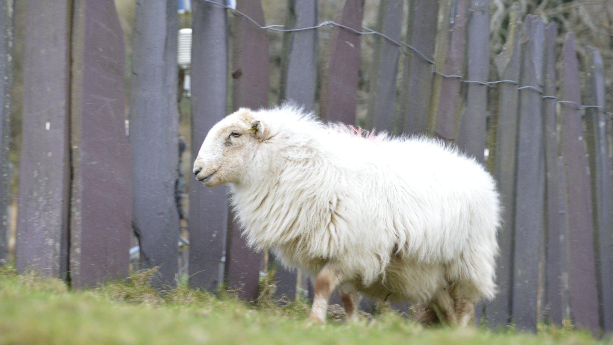 Sheep in a green field / mountain side near Aber Falls (Rhaeadr Fawr) in North Wales