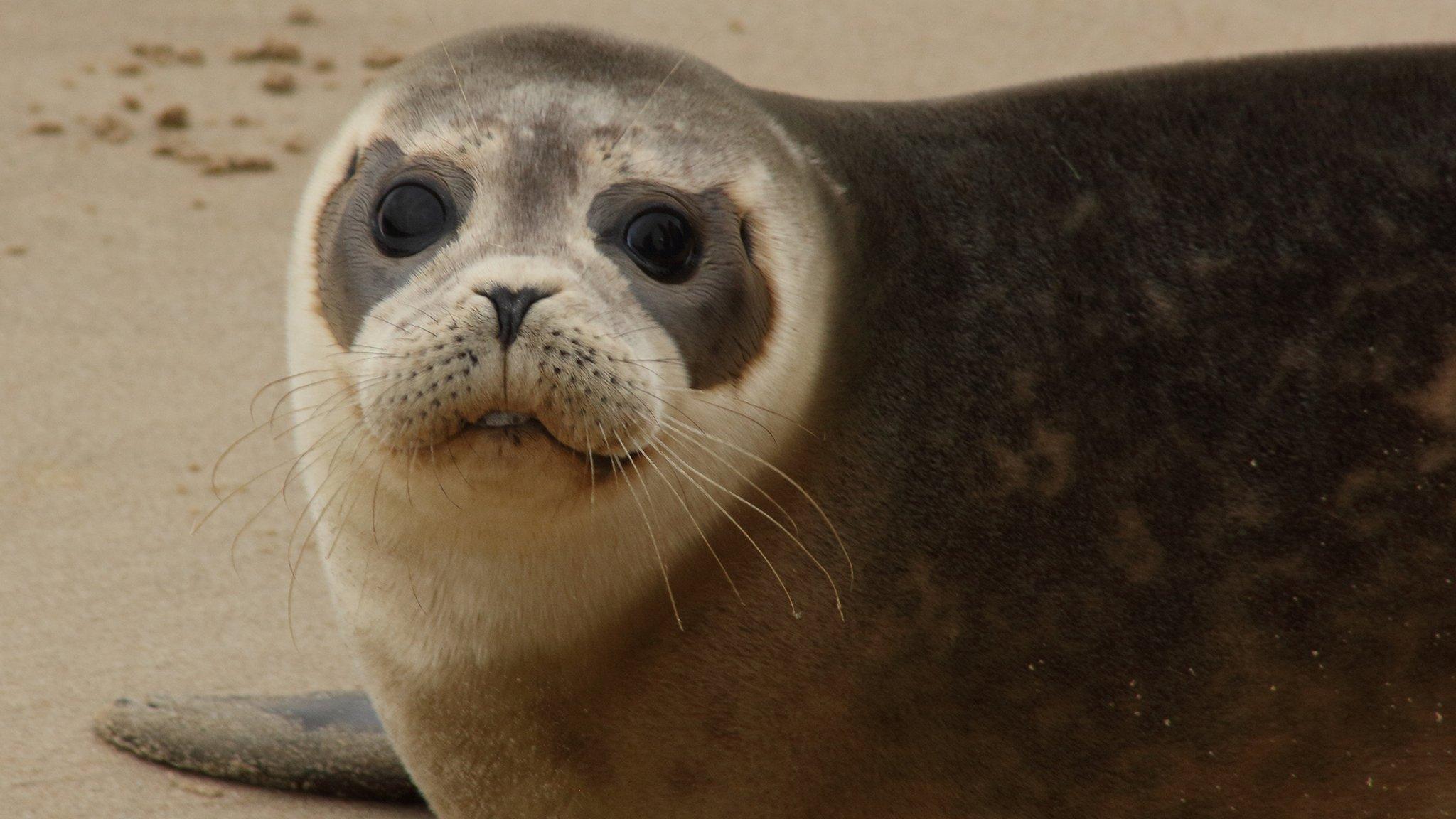 Rescued seal pup being released