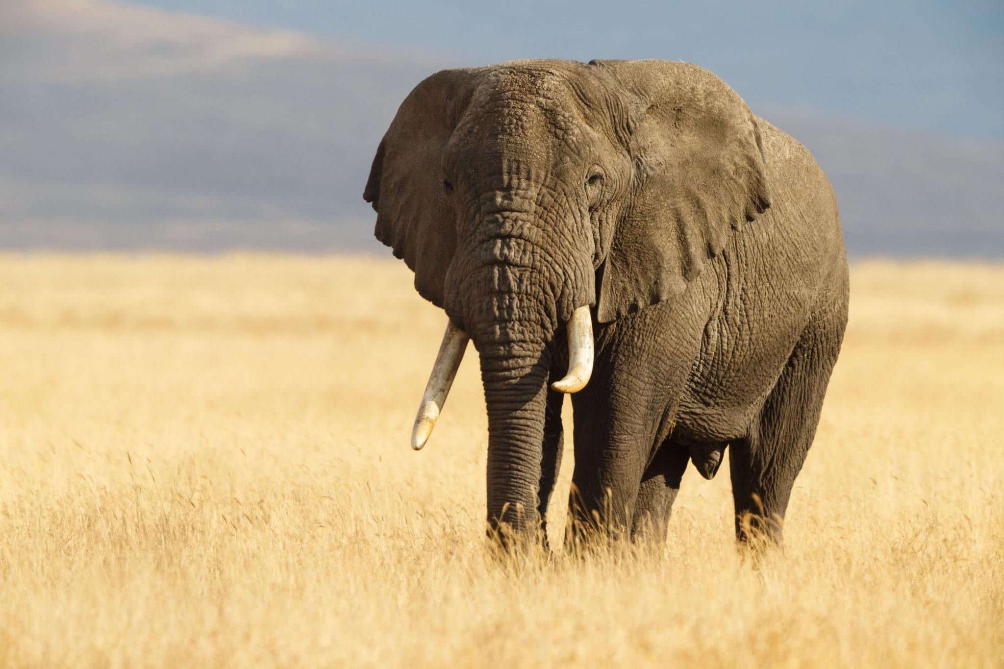 An elephant stands in grassland in Tanzania