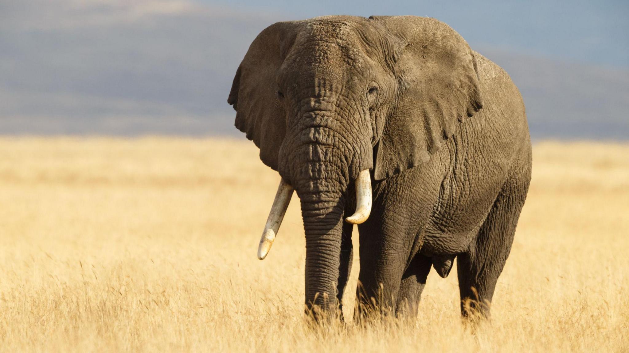 An elephant stands in grassland in Tanzania.