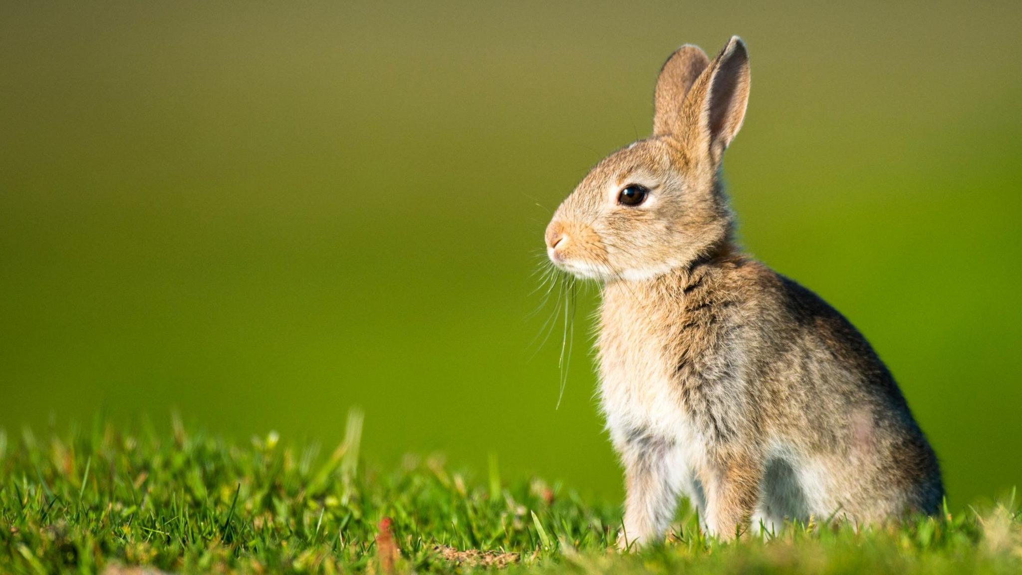 Wild rabbit