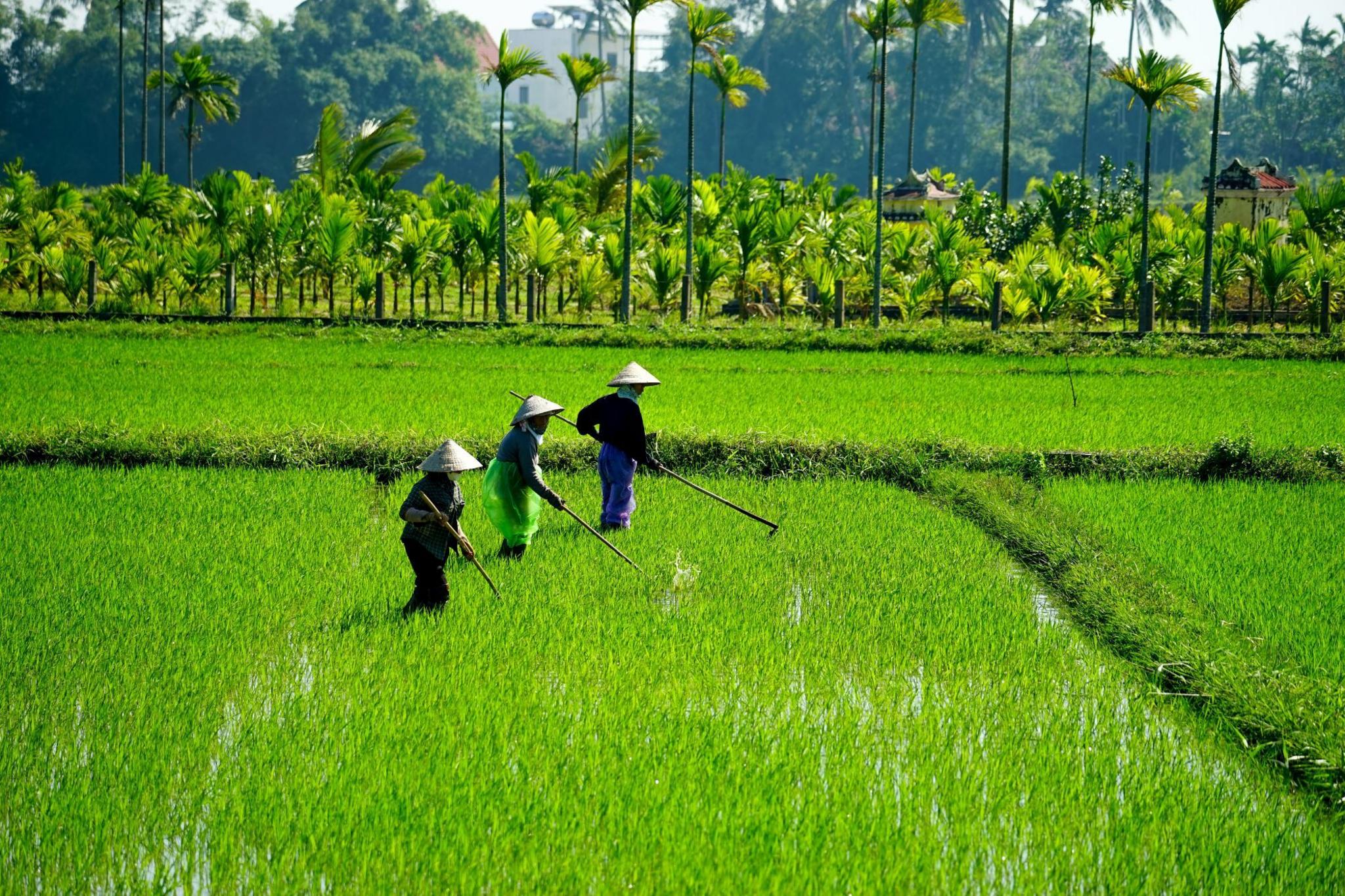 Three people work in a paddy field