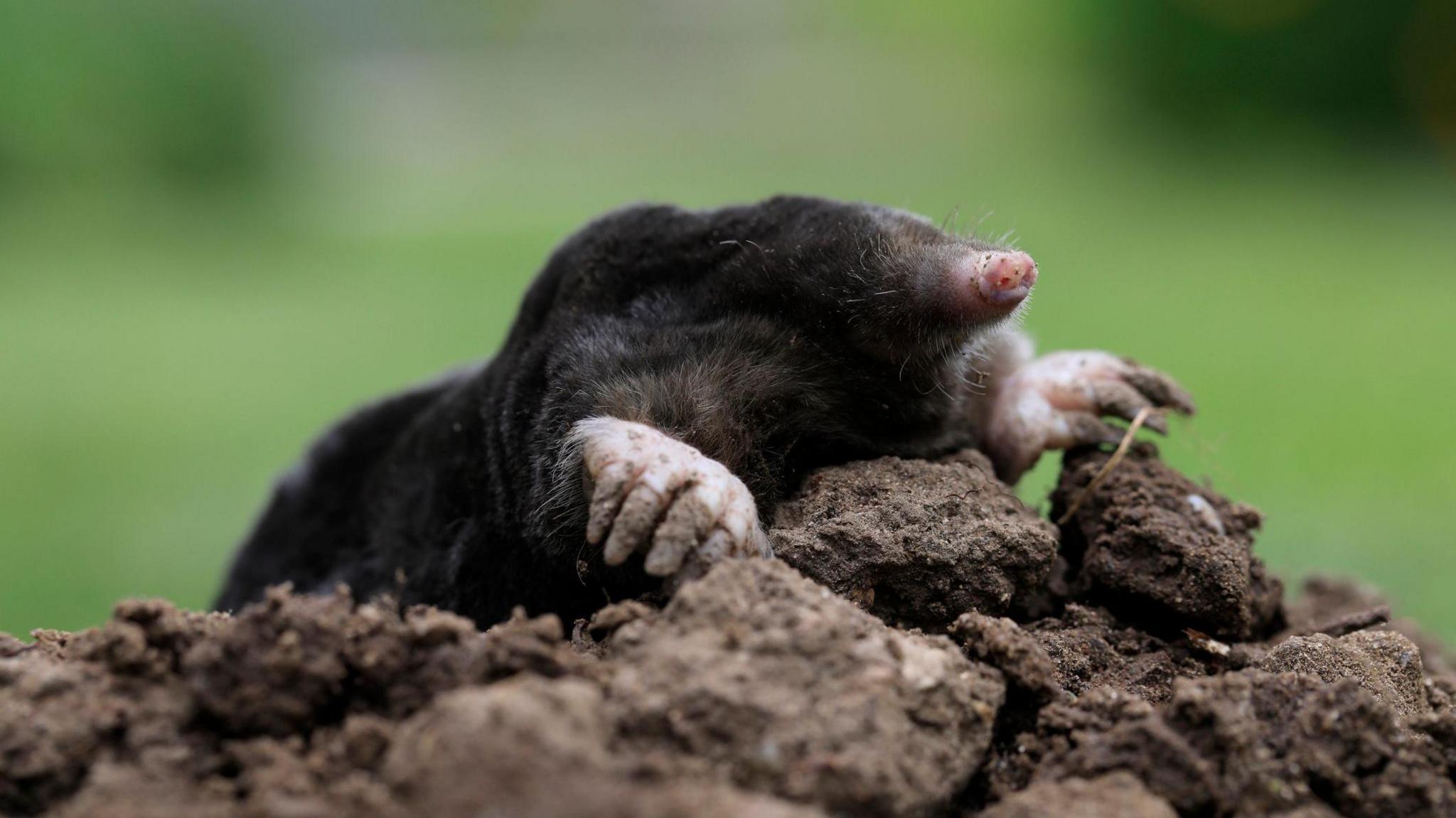 A mole coming out of a molehill