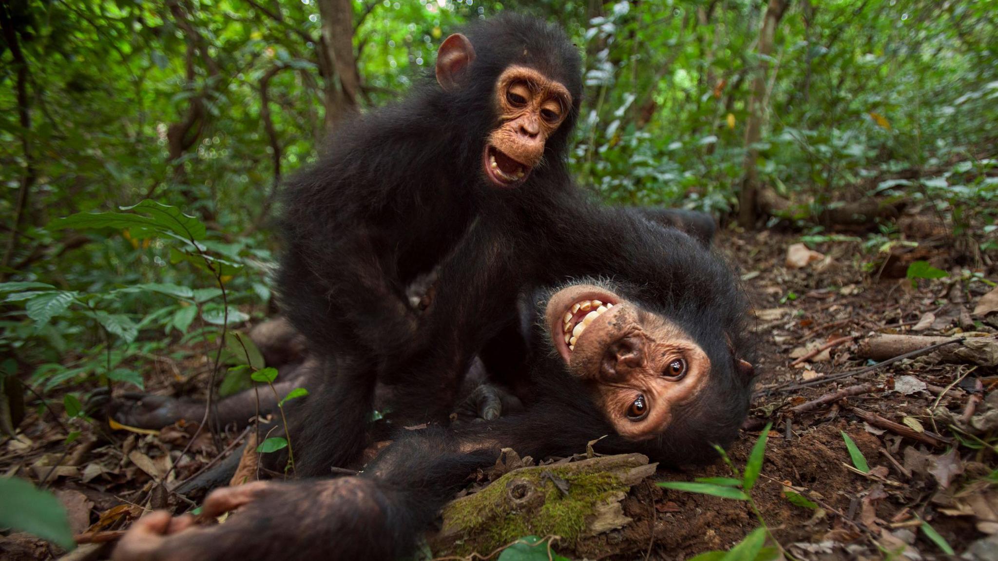 chimps playing in forest