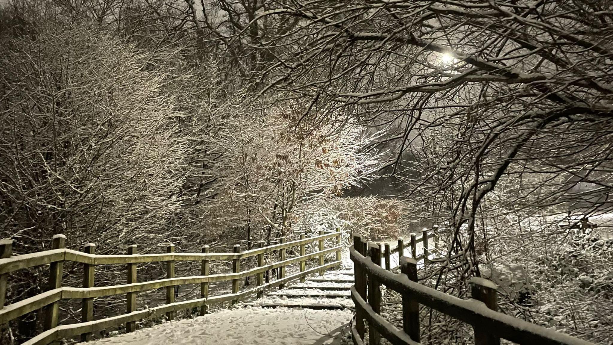 Snow covered trees line a snow covered path