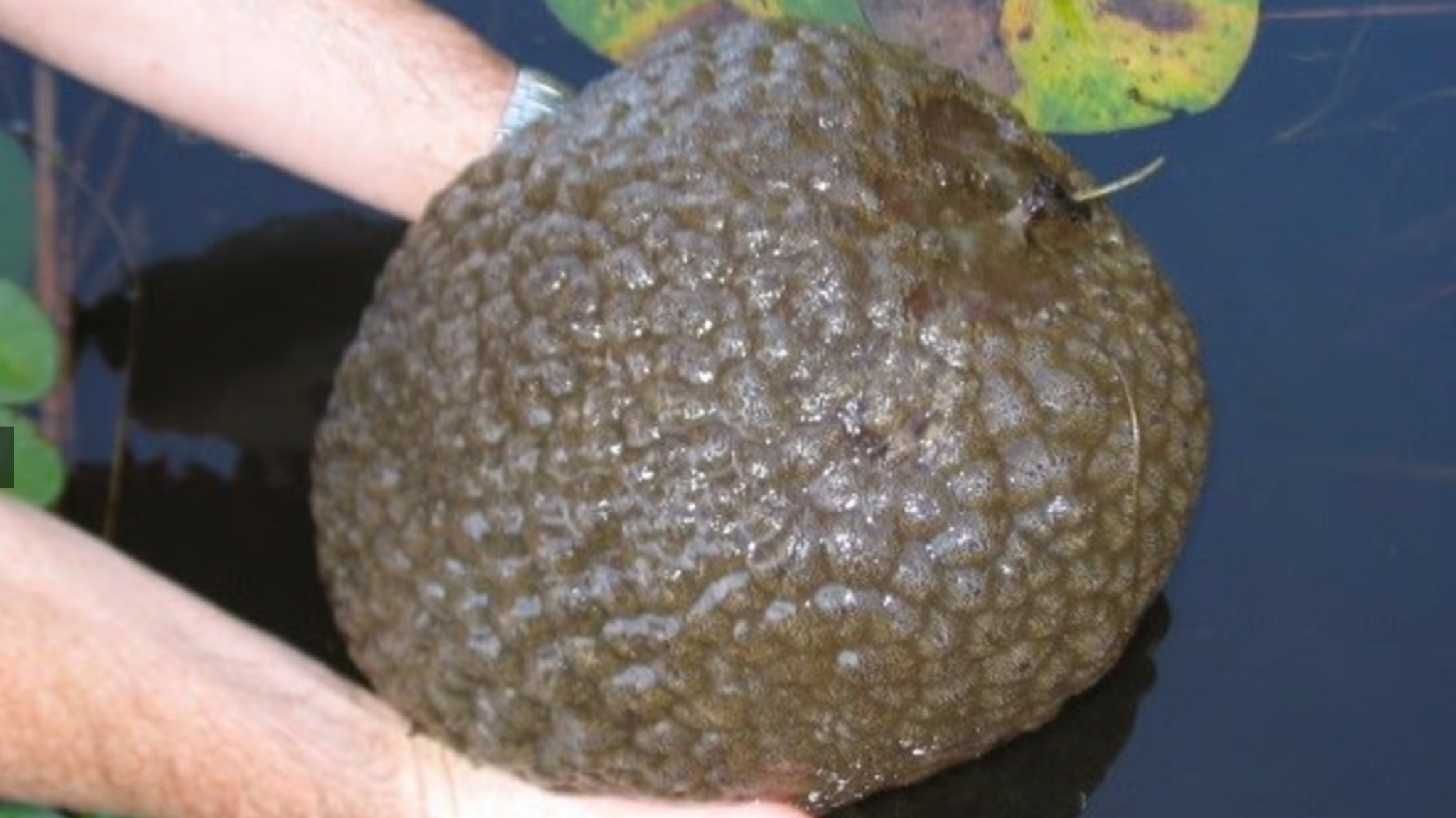 A Pectinatella magnifica - a squishy looking blob 