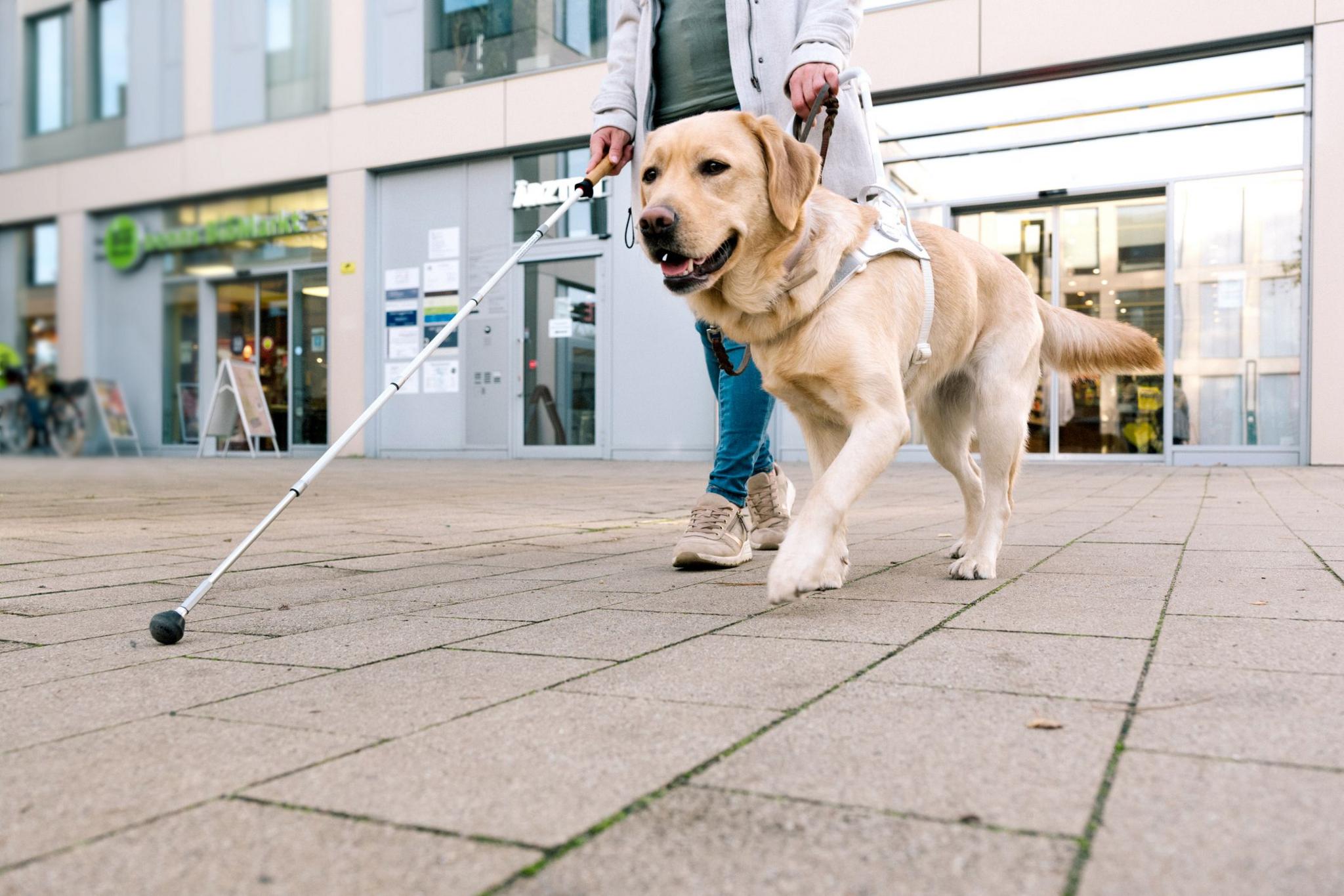 guide dog