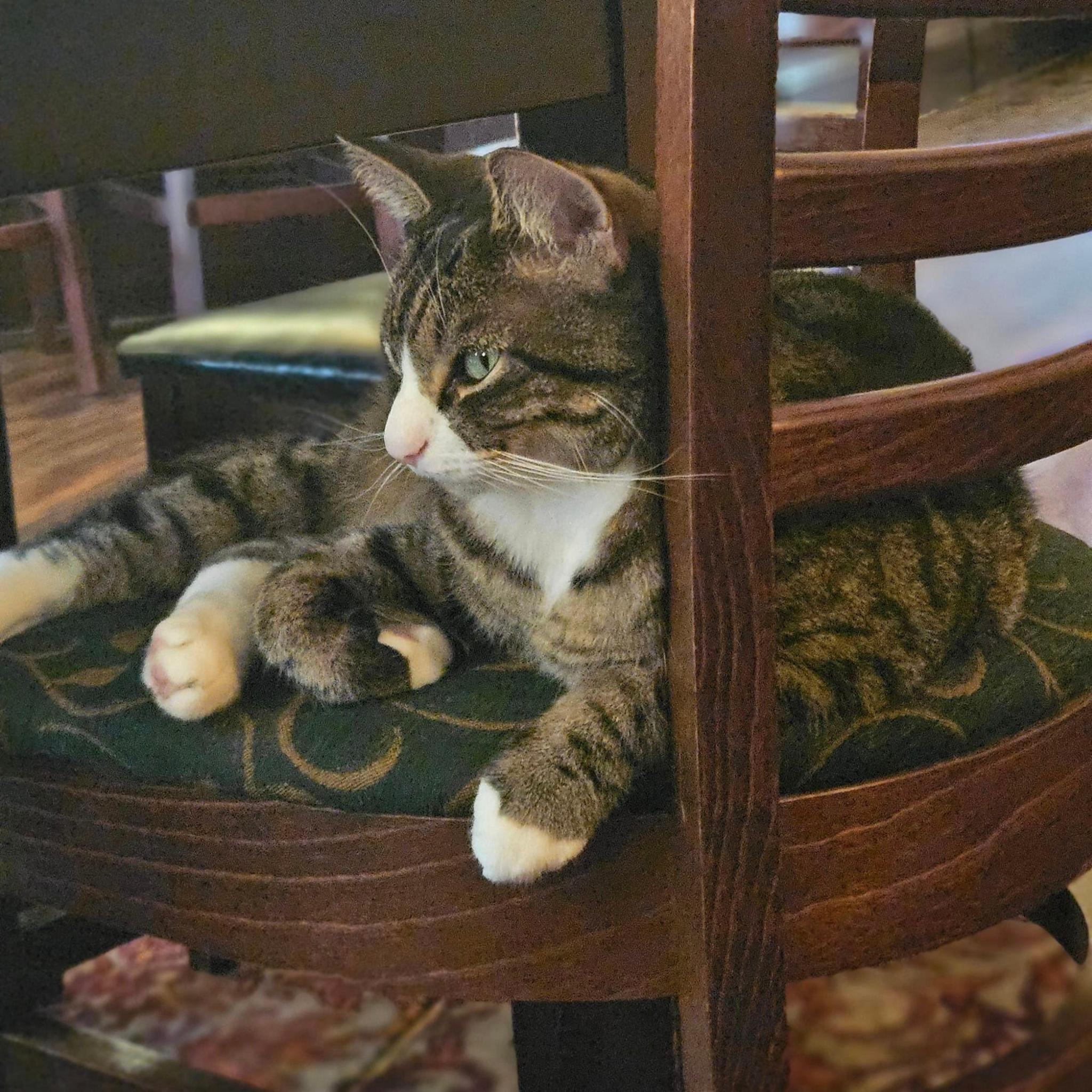 A tabby cat sat on a bar stool