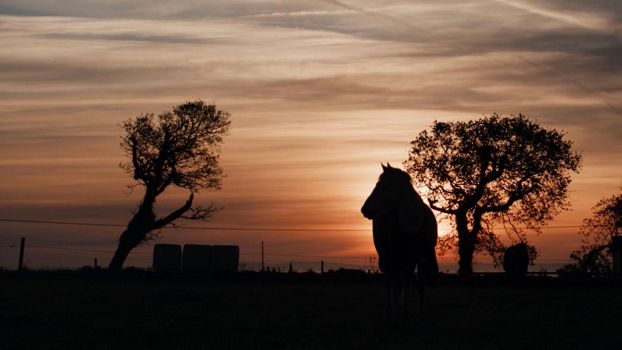 A horse in a field with a sunset in the background