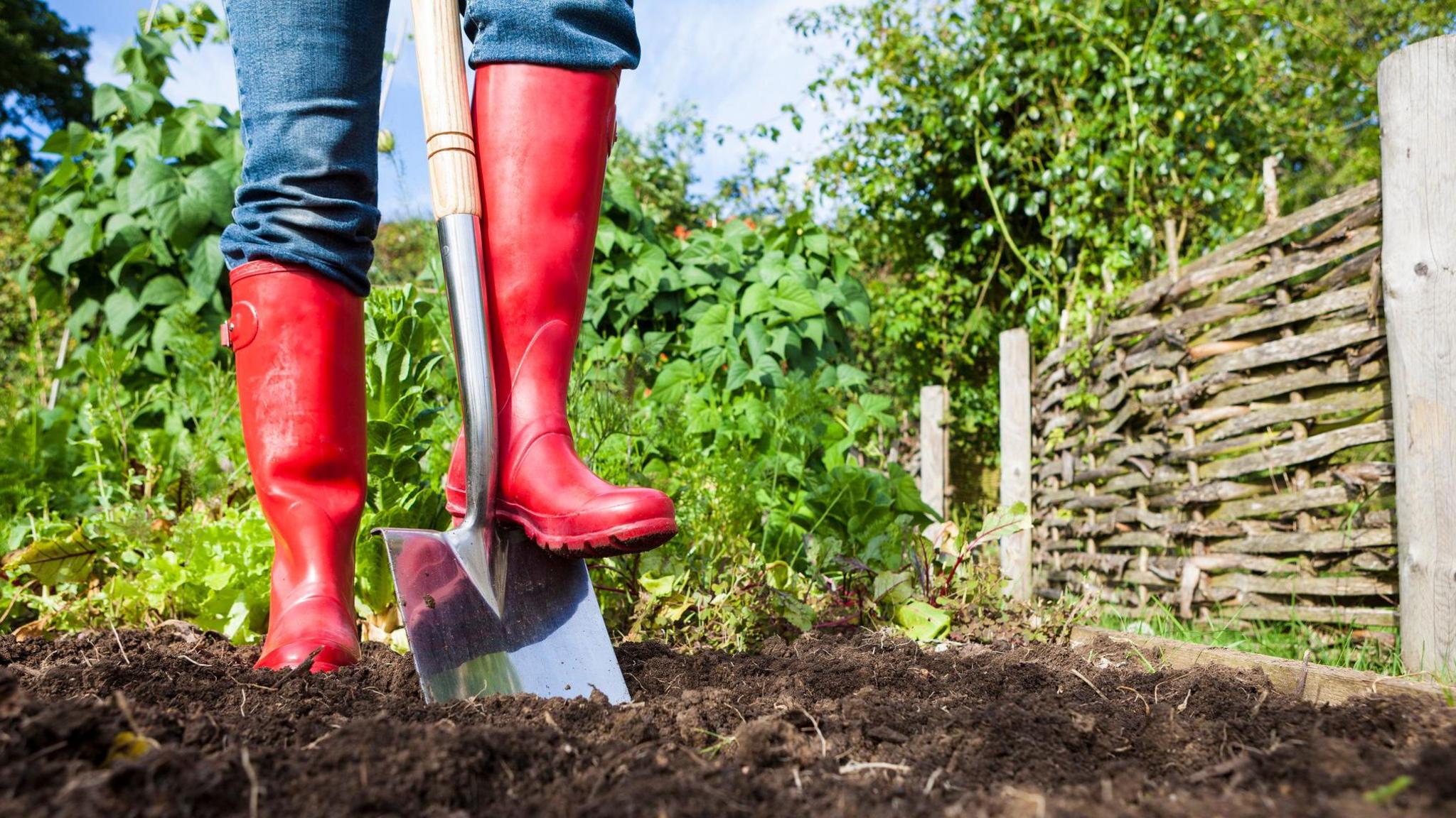 A person wearing bright red wellie boots digs into ground with a spade. There is green vegetation behind her and there is a wooden wicker fence.