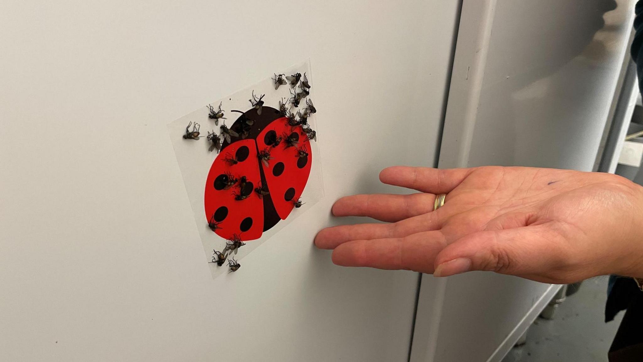 Flies stuck to a fly control sticker