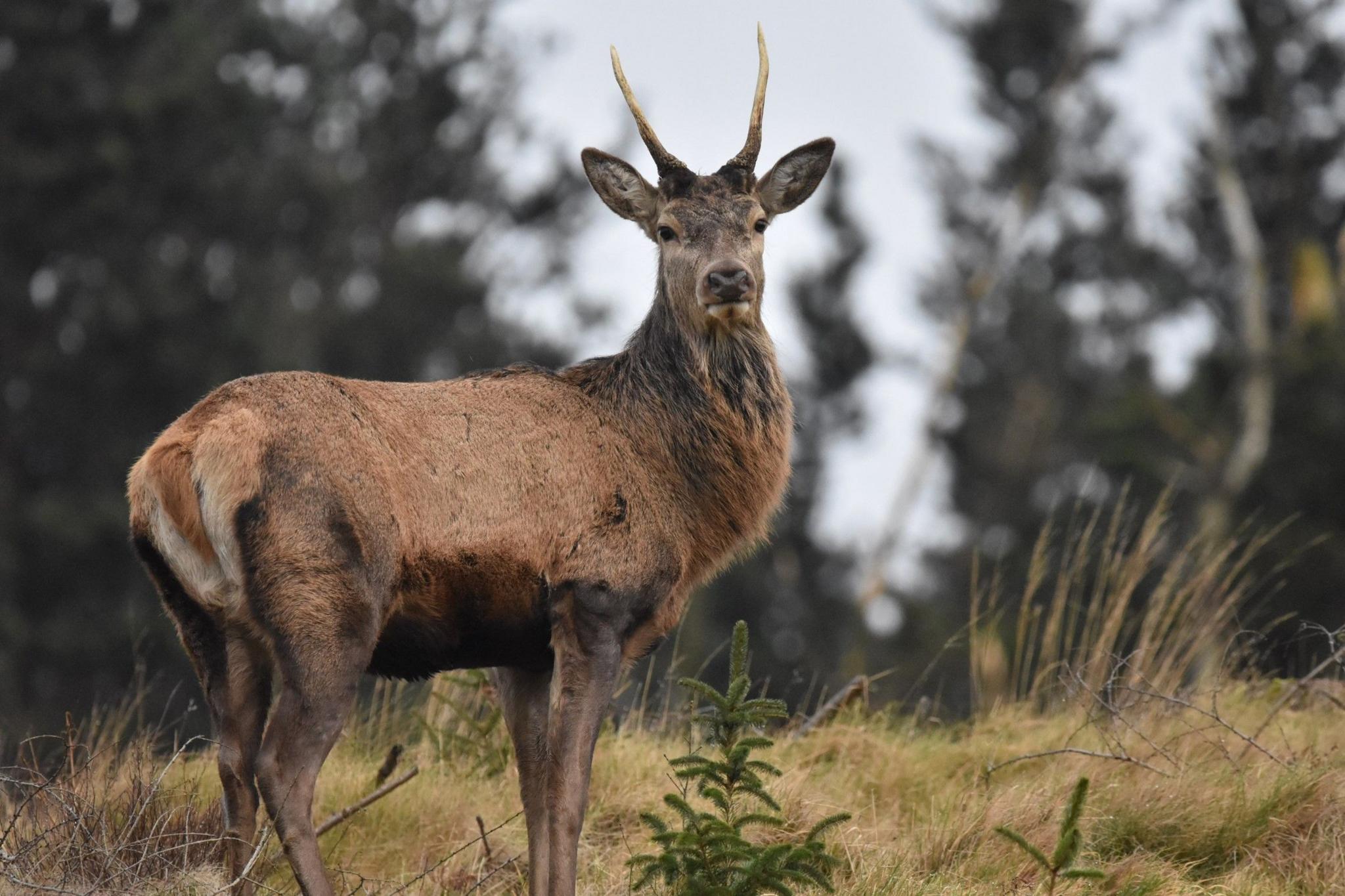 red deer