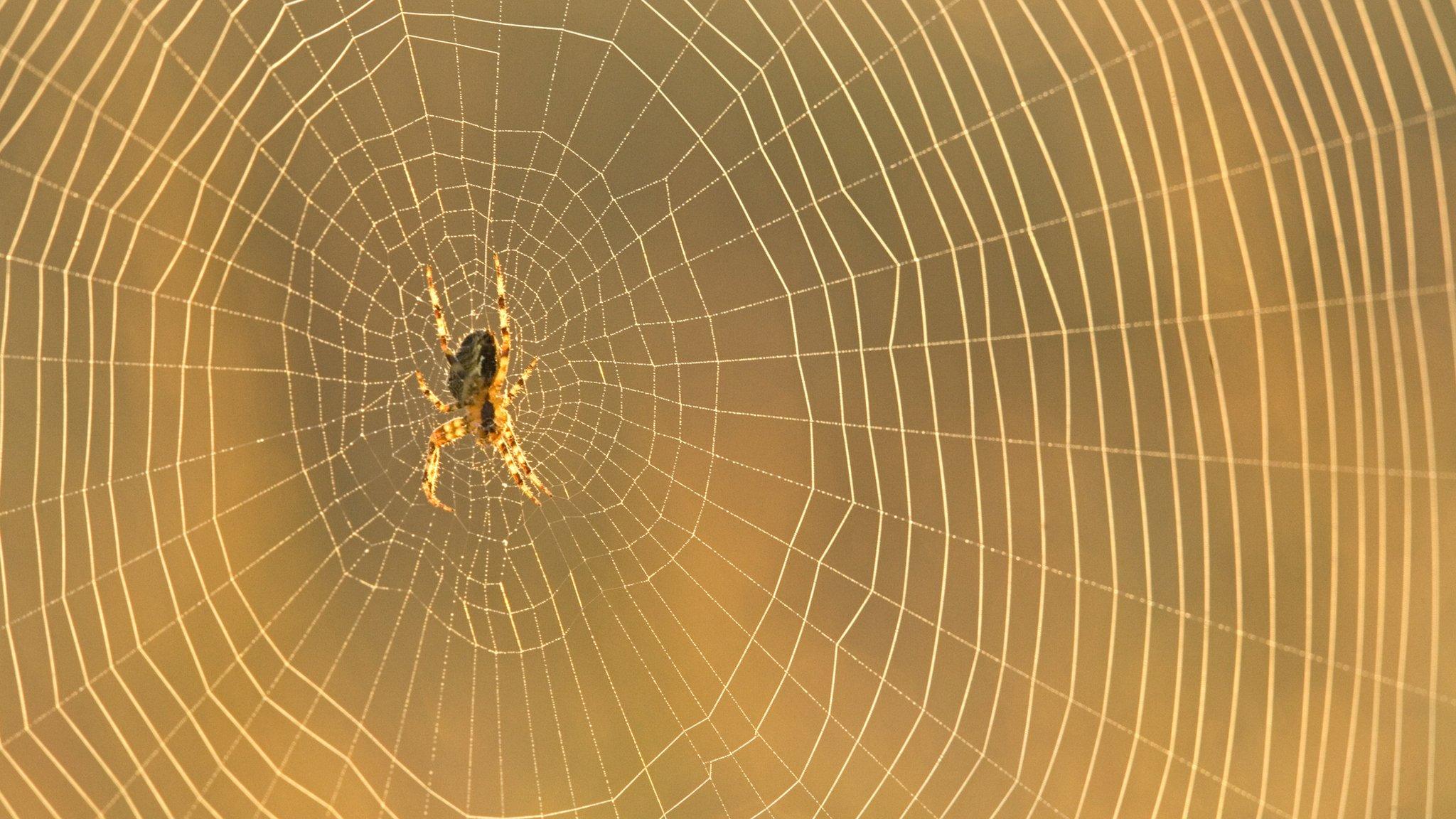 spiderweb close up