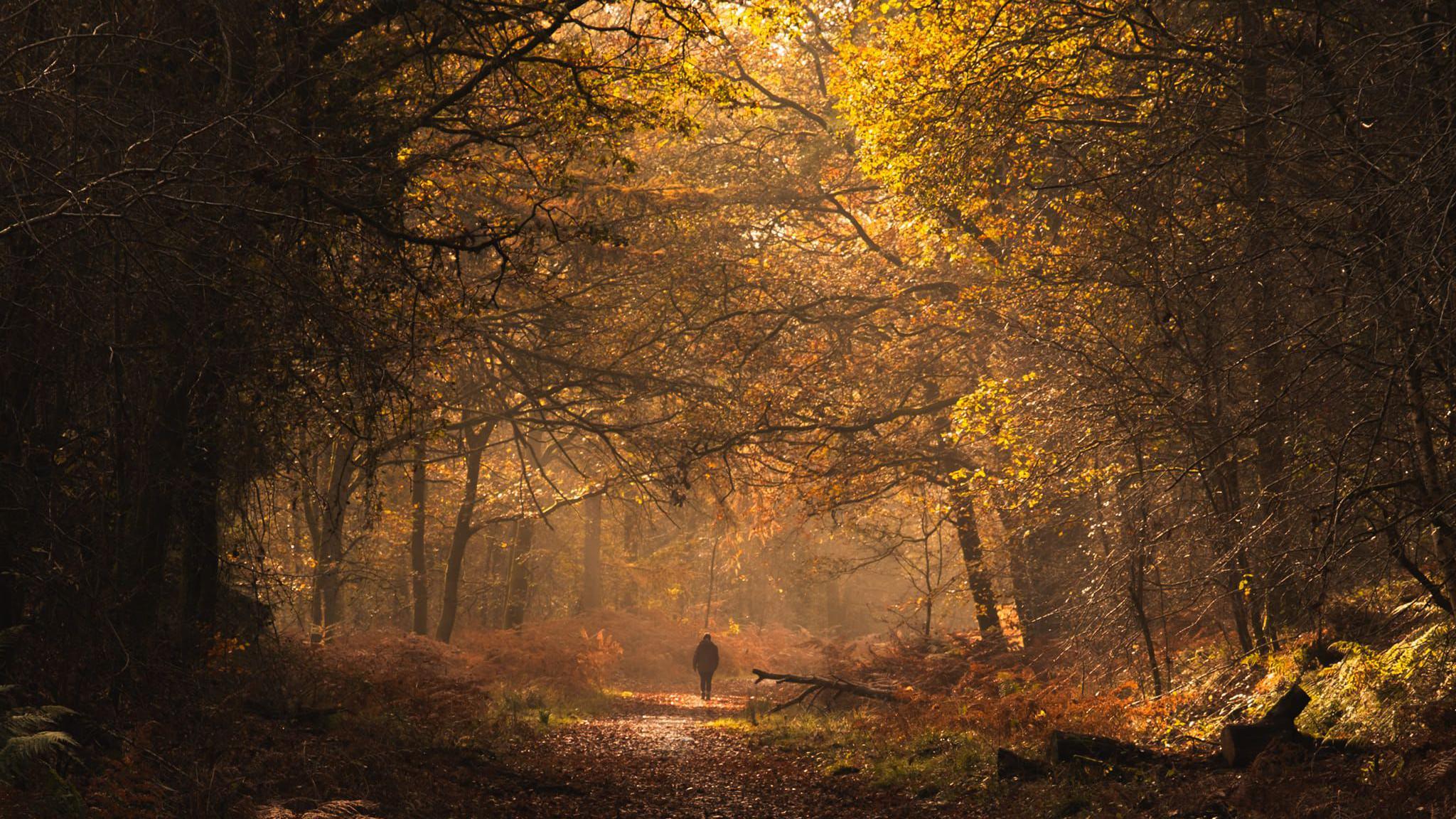 A dark picture taken through the woods, following a person walking along a footpath. The sun is streaming through the leaves of the trees above and lighting up the path with various shades of orange, red and brown.