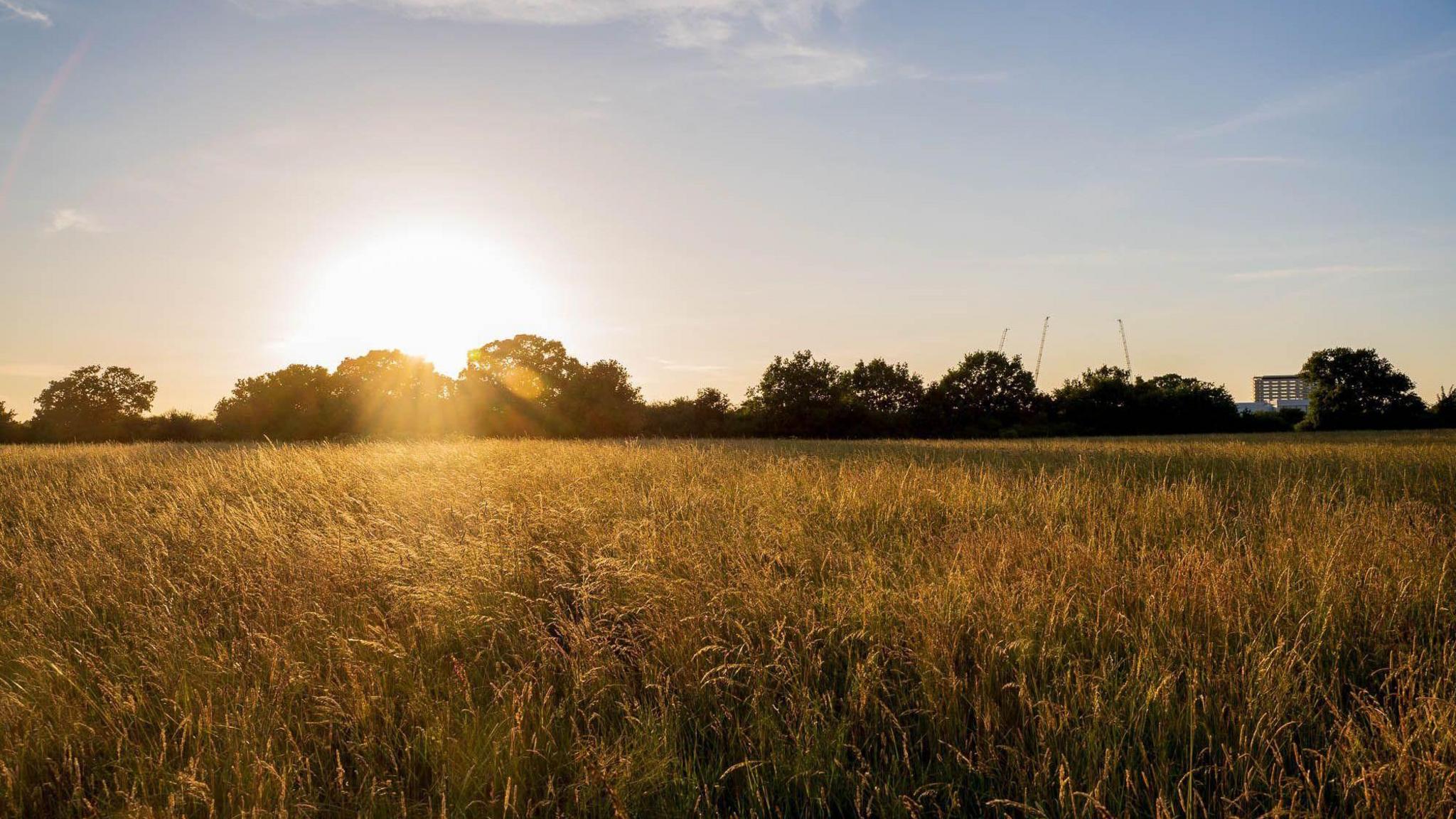 The sun is low in the sky, producing a warm light across the grassy nature reserve. There are a row of large leafy trees in the background, against a blue sky. 