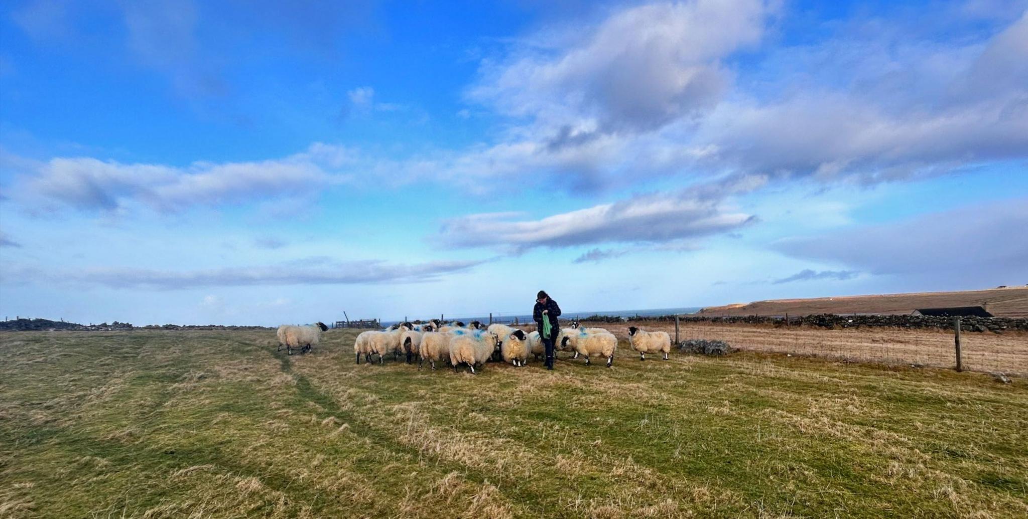 Peigi Ann 's na caoraich aice ann am Bràdhagair