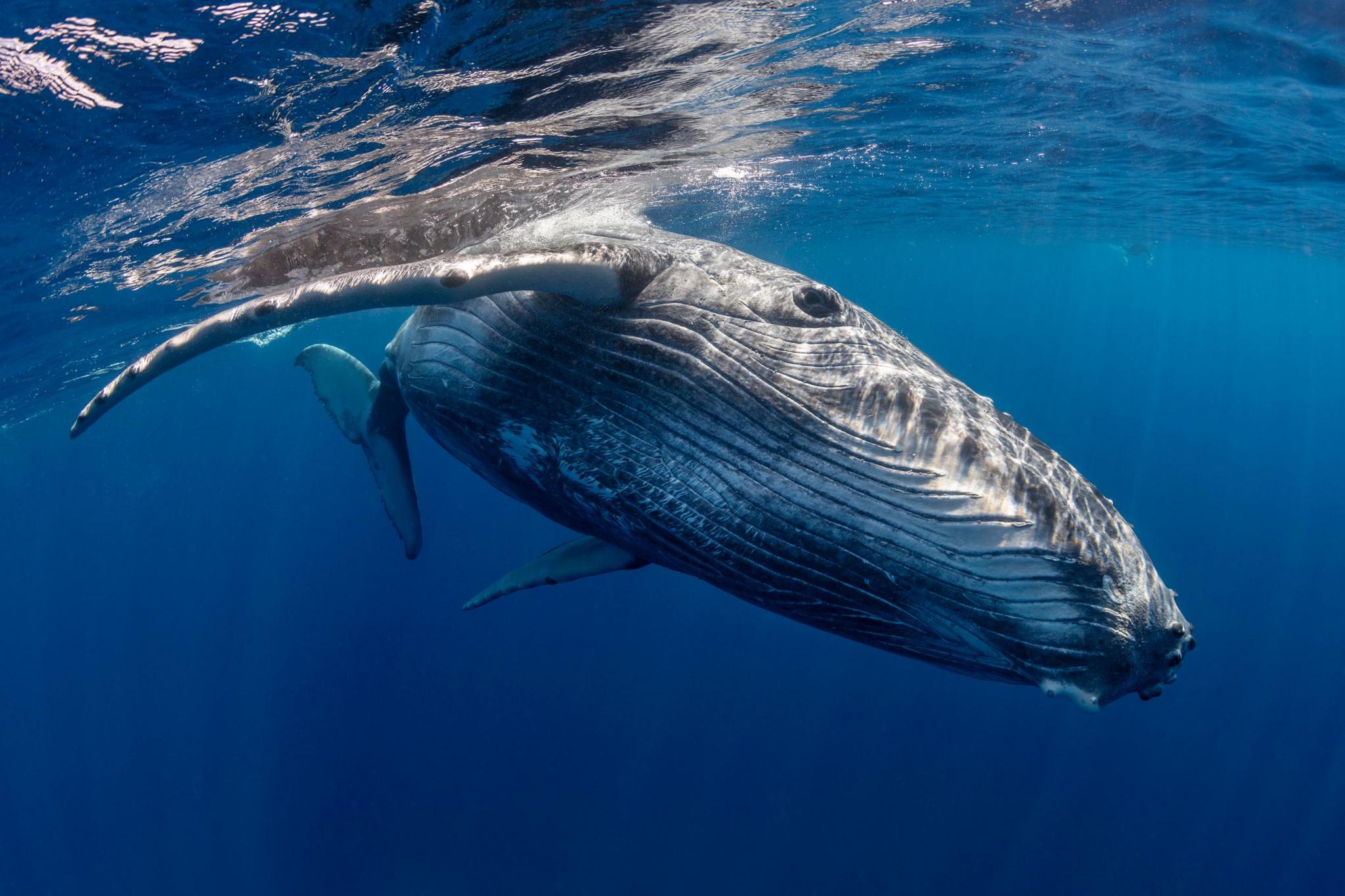 Humpback whale under the water.