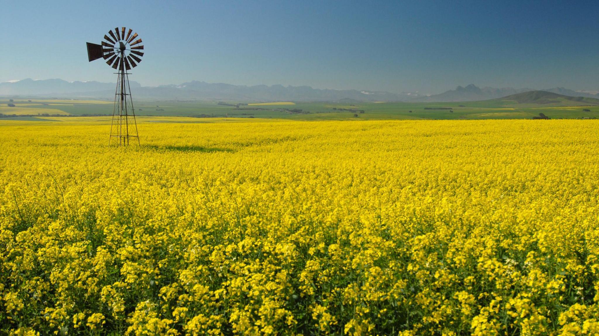 A small windmill stands in a field of yellow flowers.