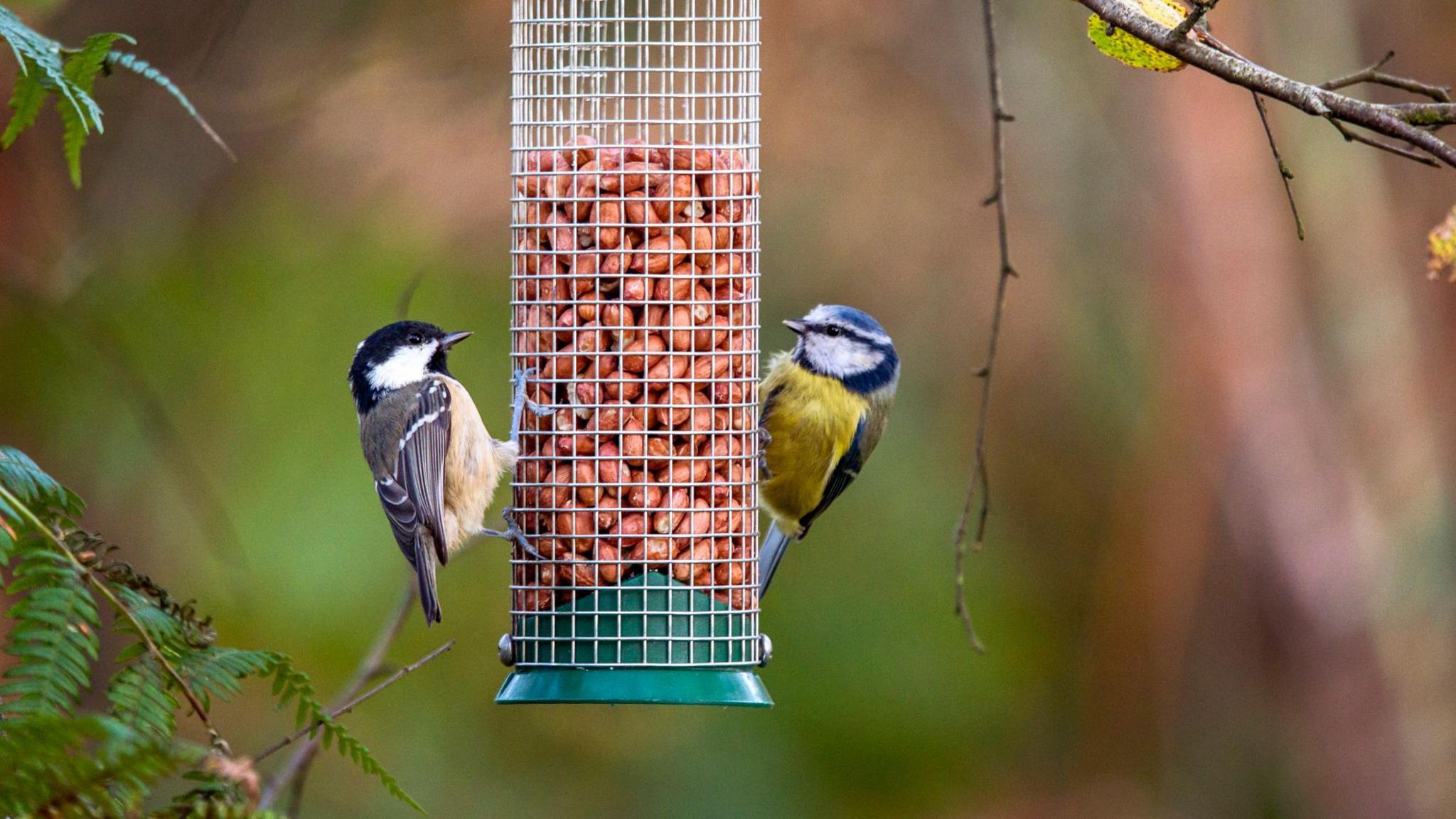 A coal tit and a blue tit feeding from a bird feeder
