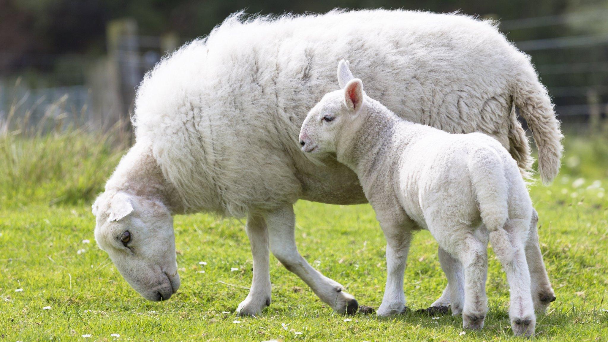 Sheep with lamb