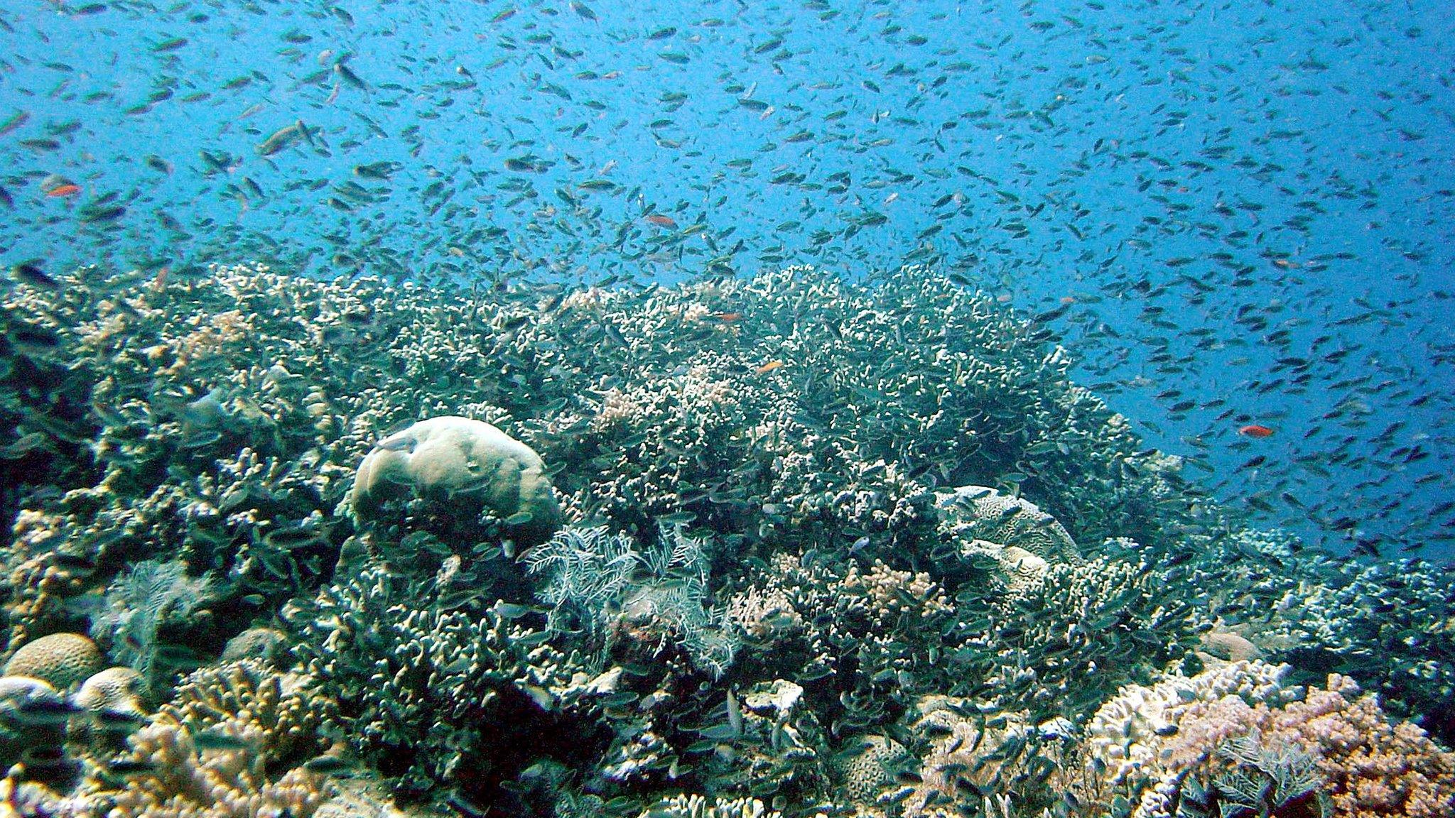 The Great Barrier Reef