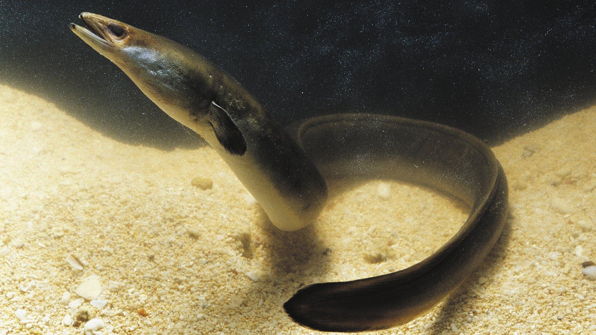 European eel
