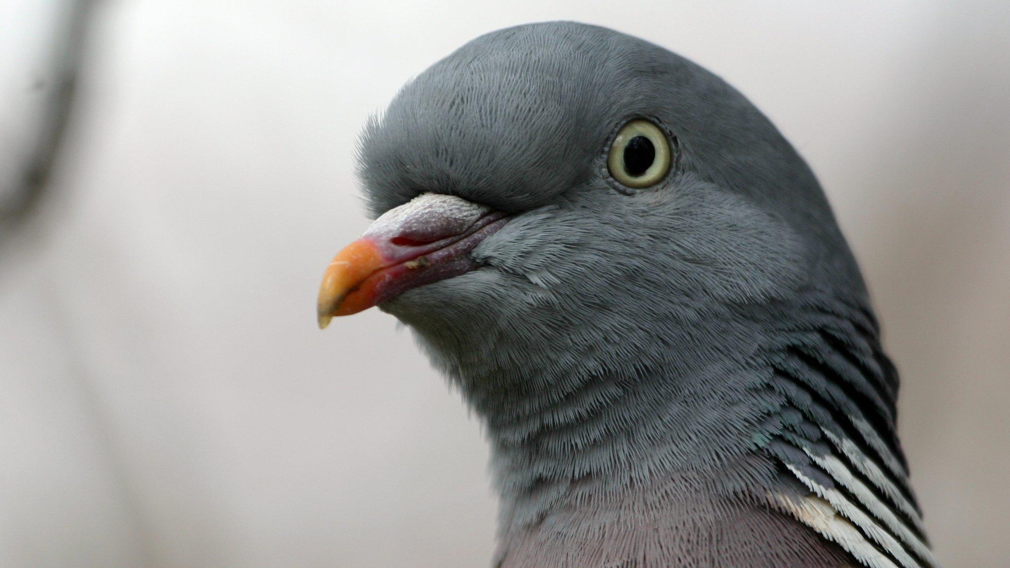 A pigeon