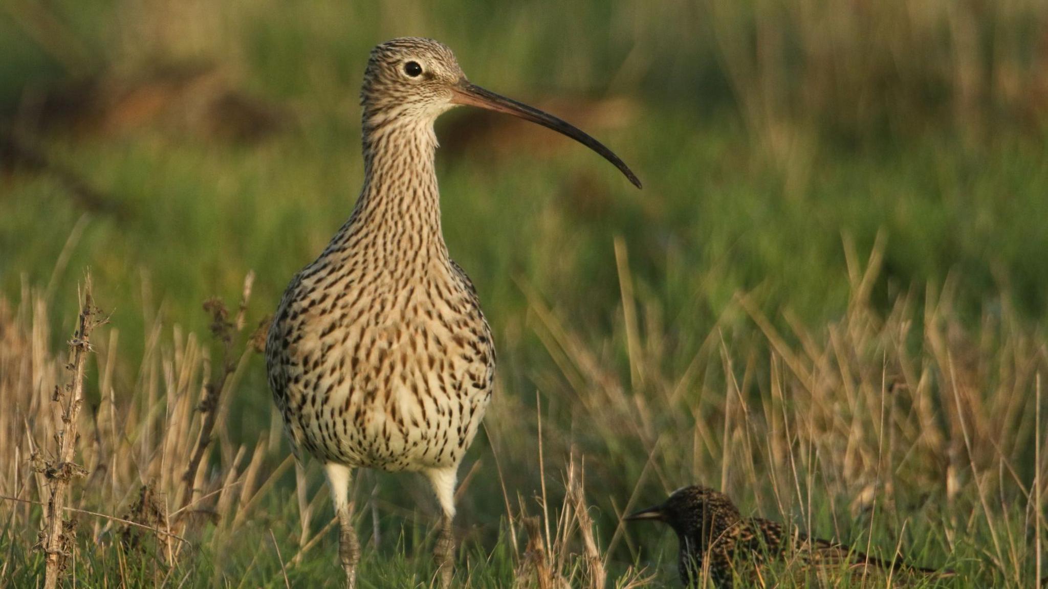 A curlew standing in green and brown grass. It has a long neck and long, brown beak. Its feathers are beige in colour, with dark brown tips. Its legs are white.