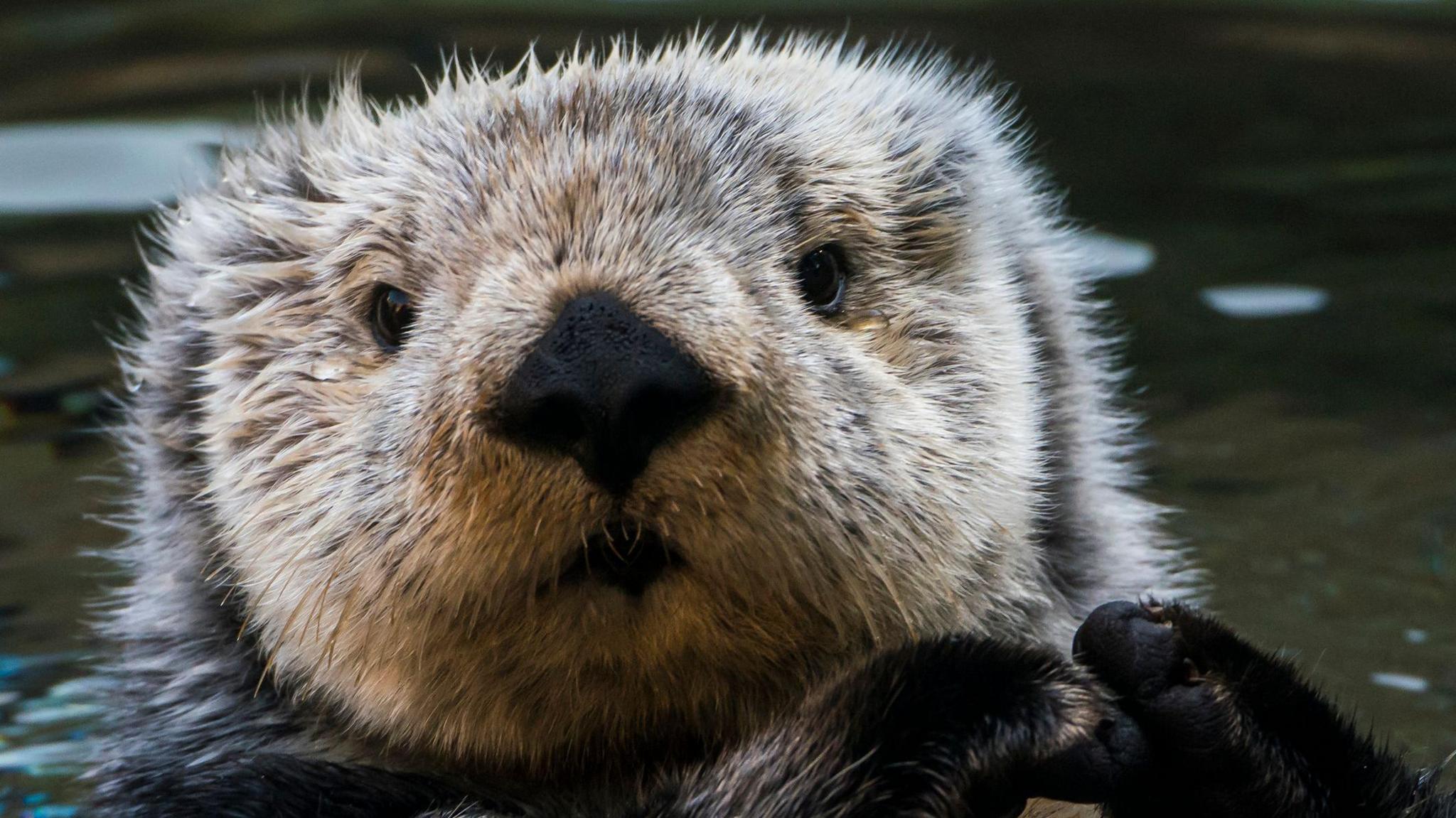 A fluffy sea otter's face close up