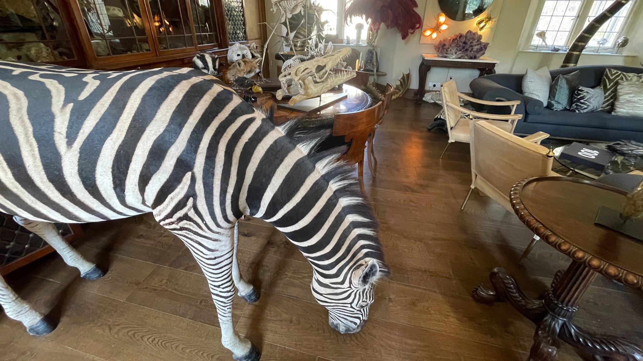 A taxidermy zebra is in the foreground of a cluttered drawing room containing other taxidermy animal heads, a reptile skull and ornate and designer furniture.