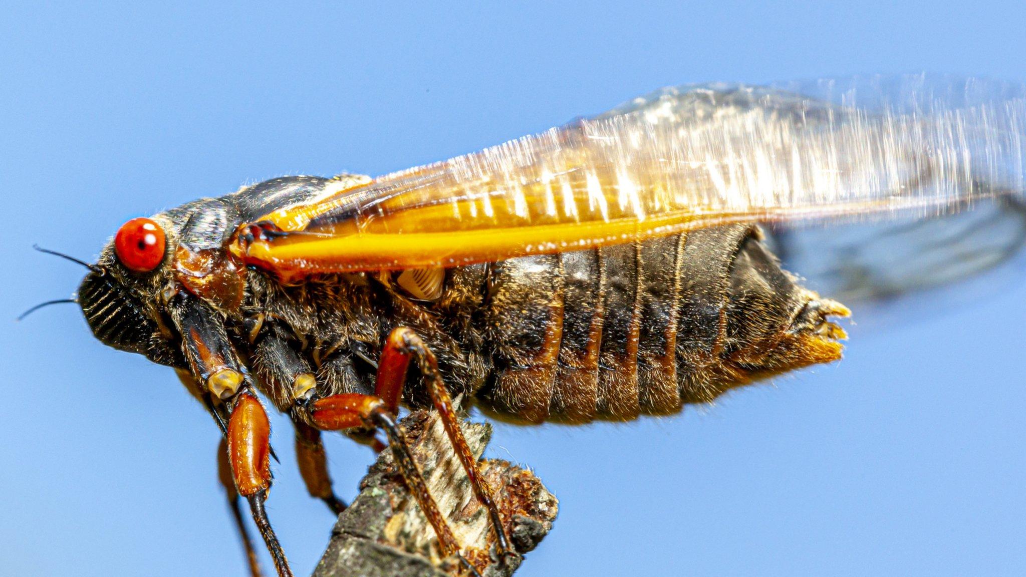 periodical cicada.