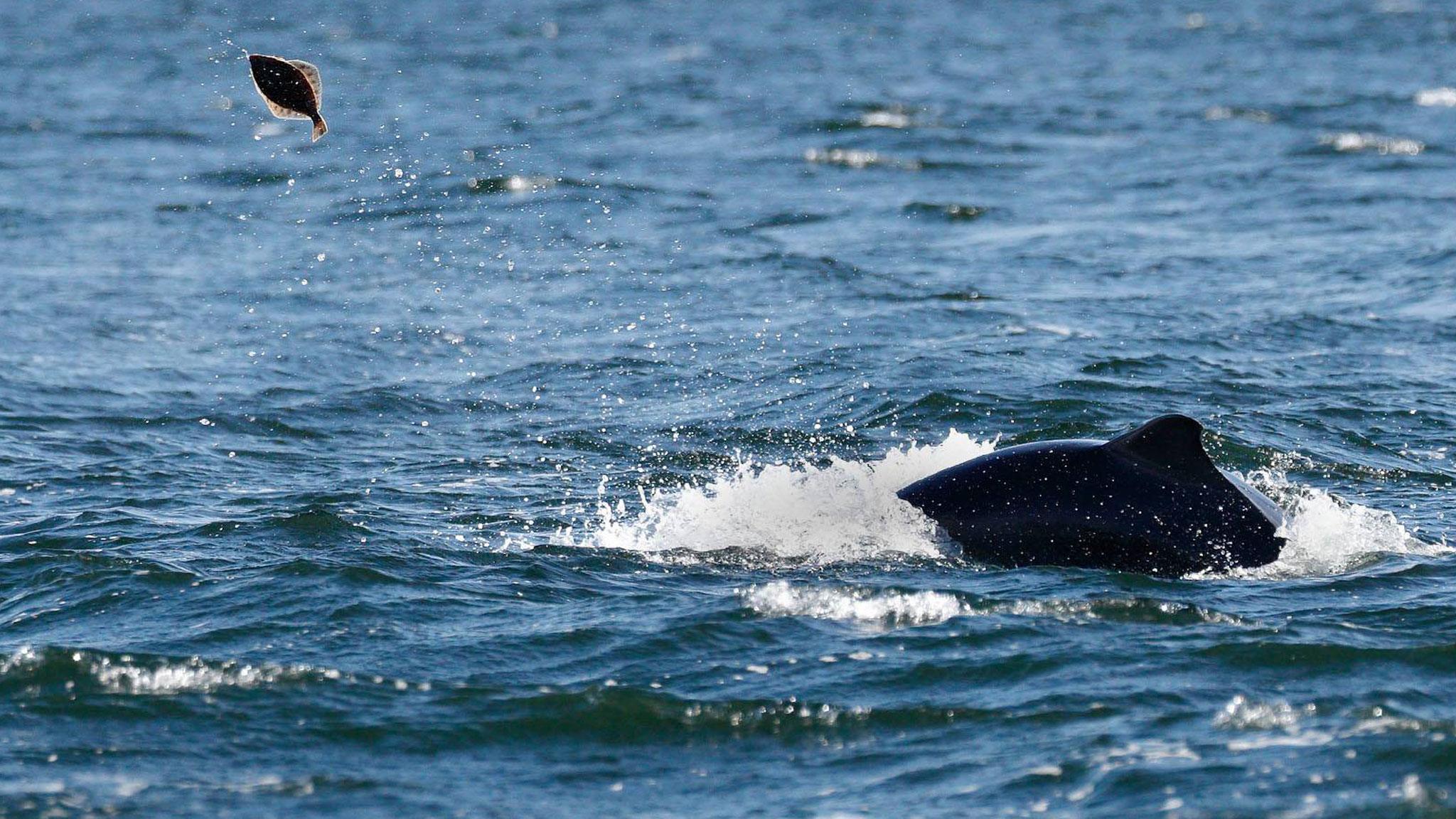 Bottlenose dolphin playing with flounder