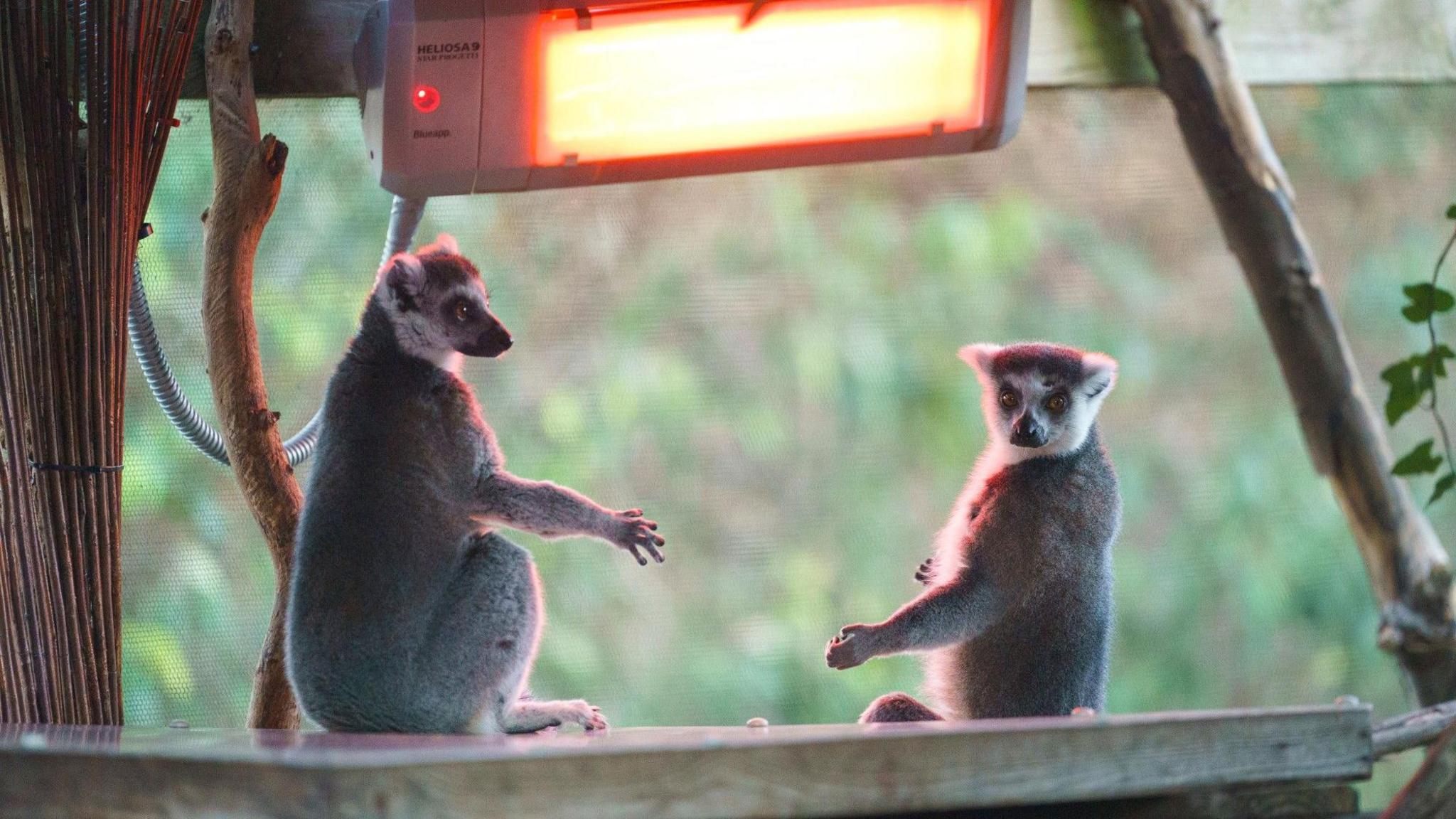 Two ring-tailed lemurs under a heater