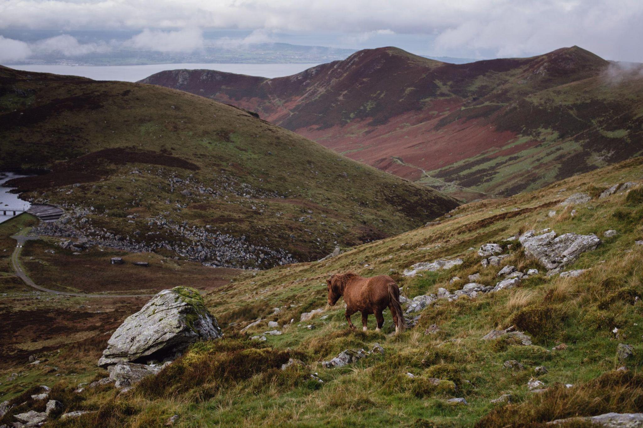 Un o geffylau gwyllt Y Carneddau