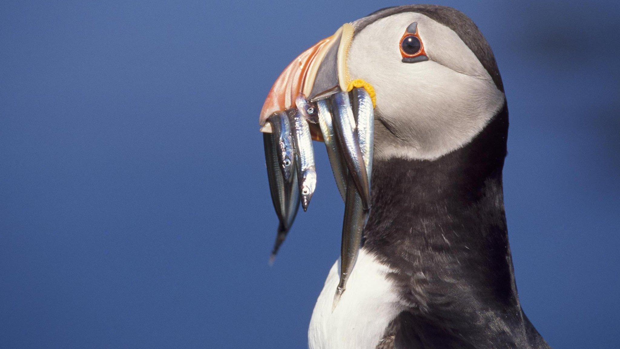 Puffin with fish