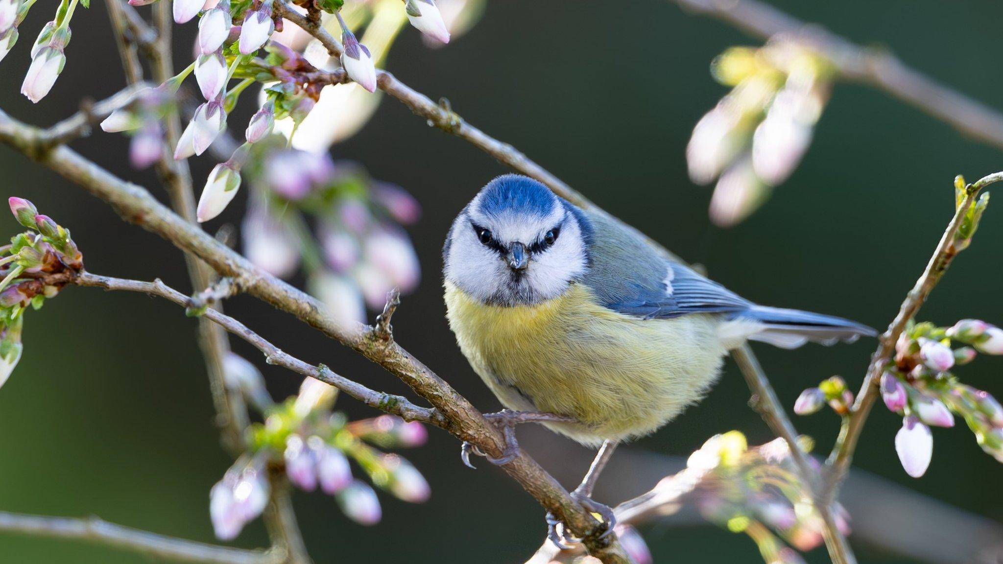 Bird among flowering buds