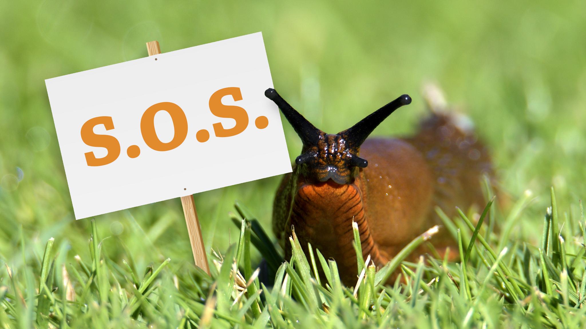 a slug with a sign that reads sos