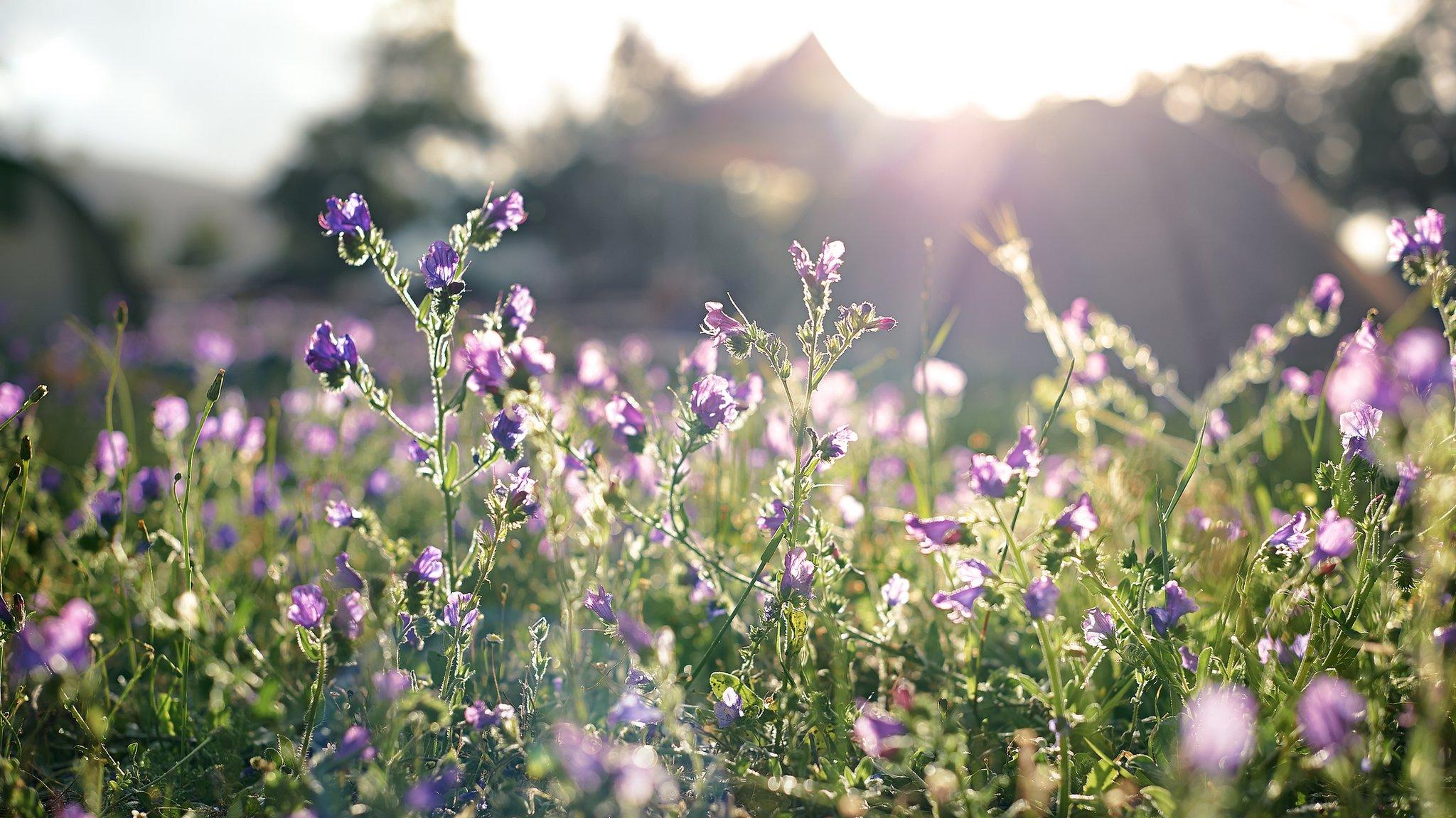 A photo of purple flowers