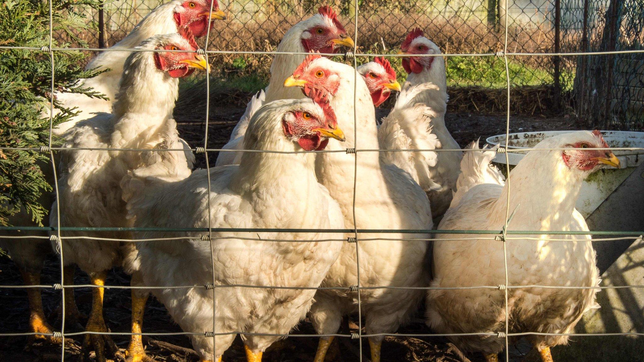 Chickens in farm in France