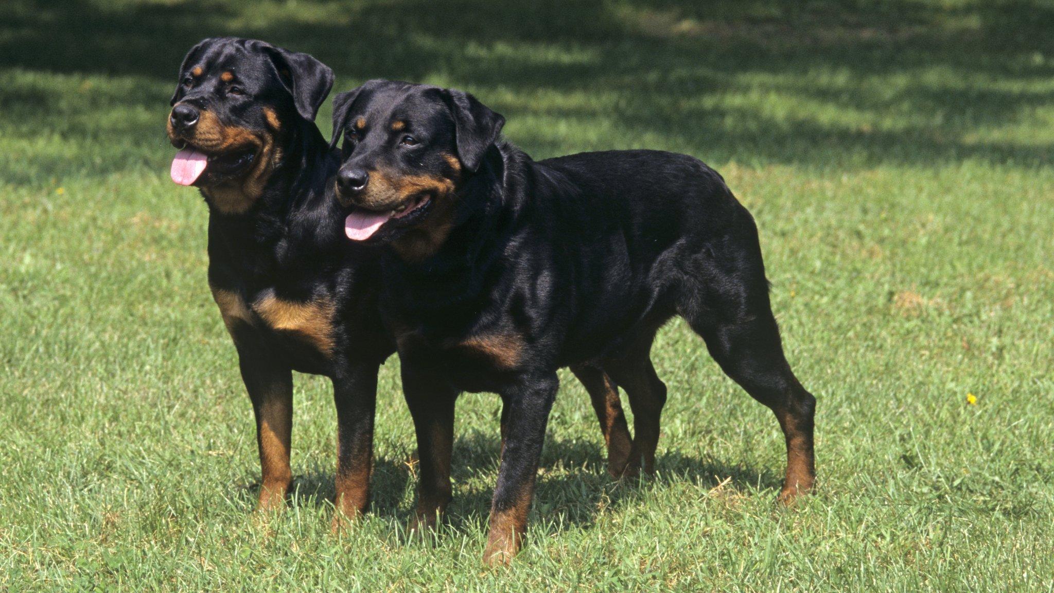 two puppies