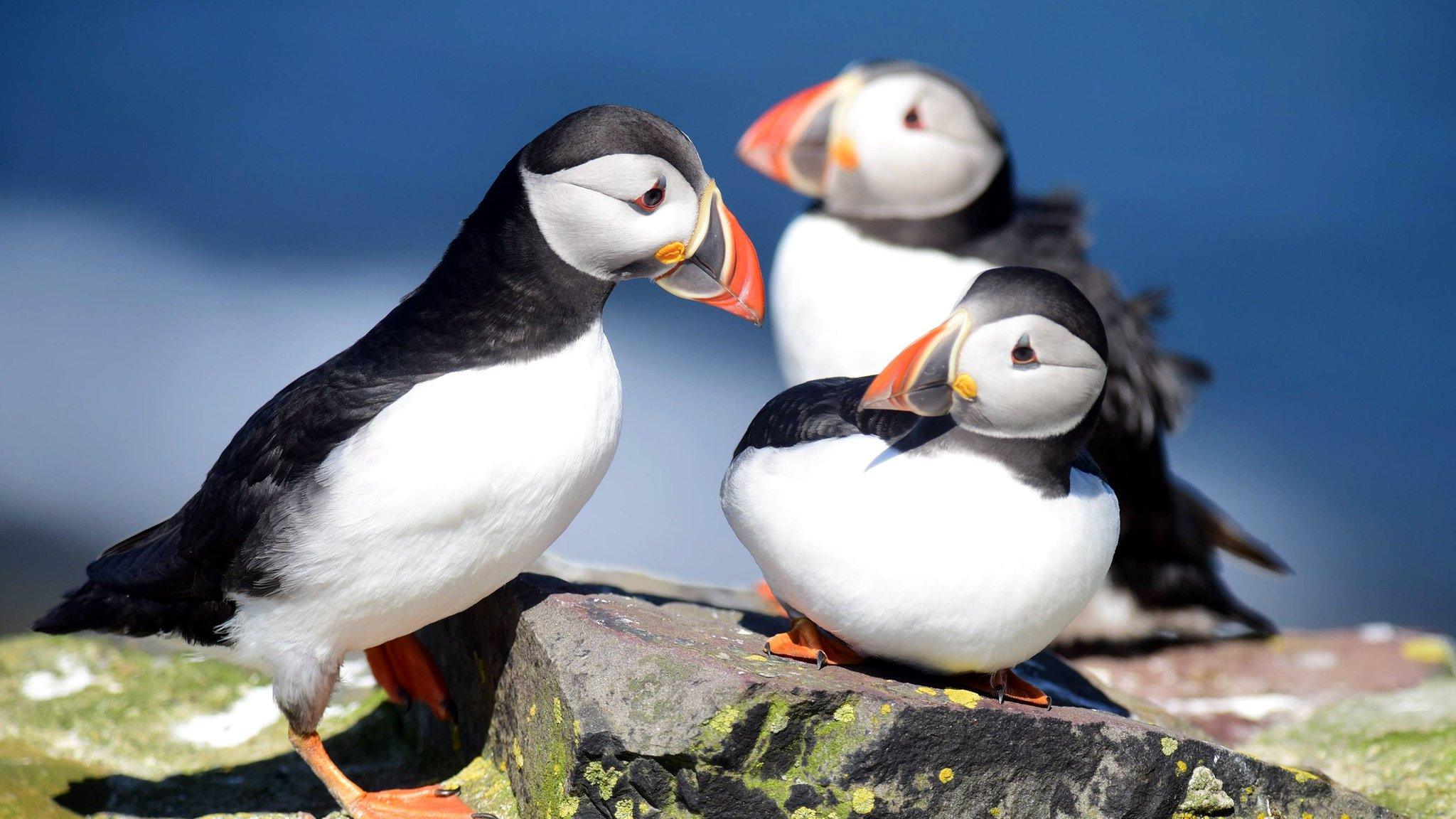 Farn Islands puffins