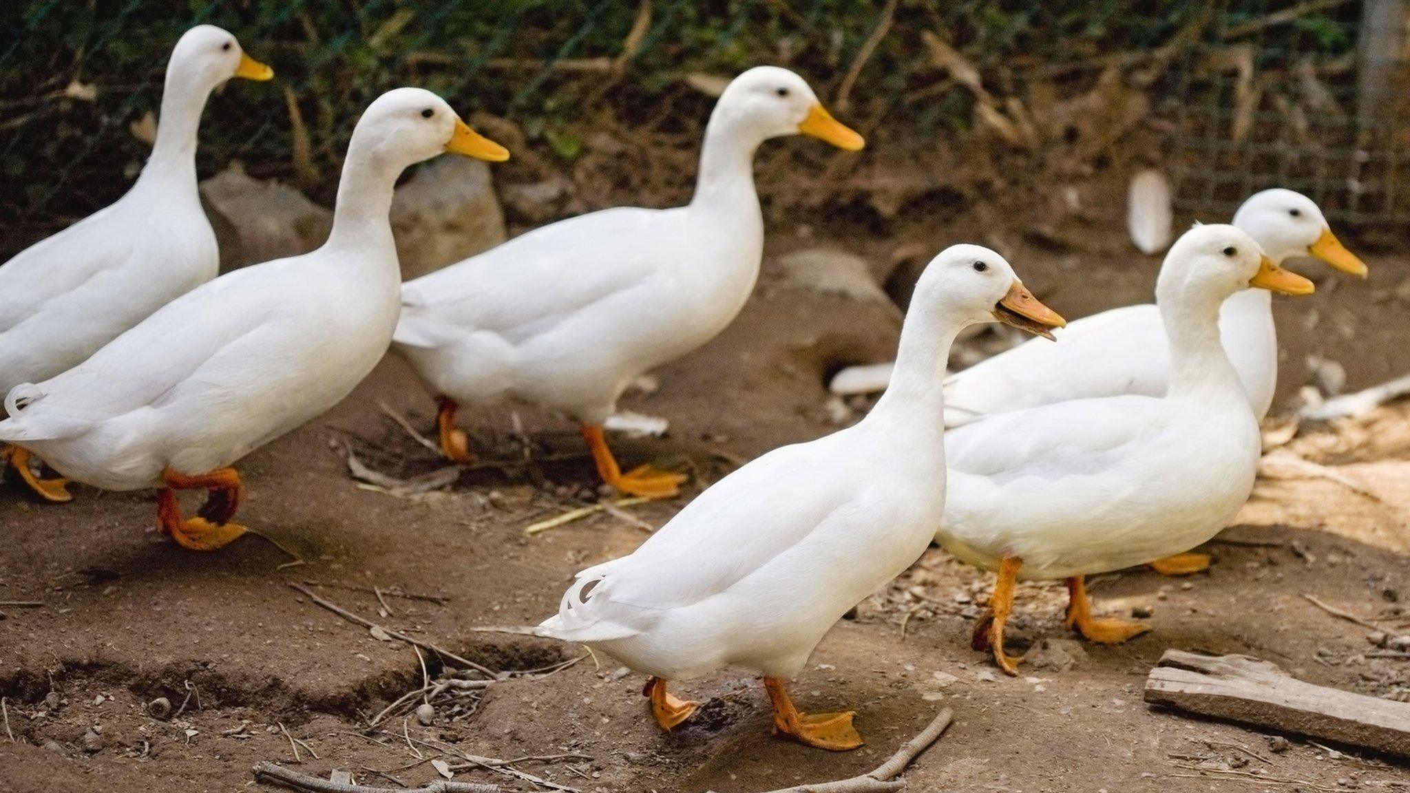 Ducks