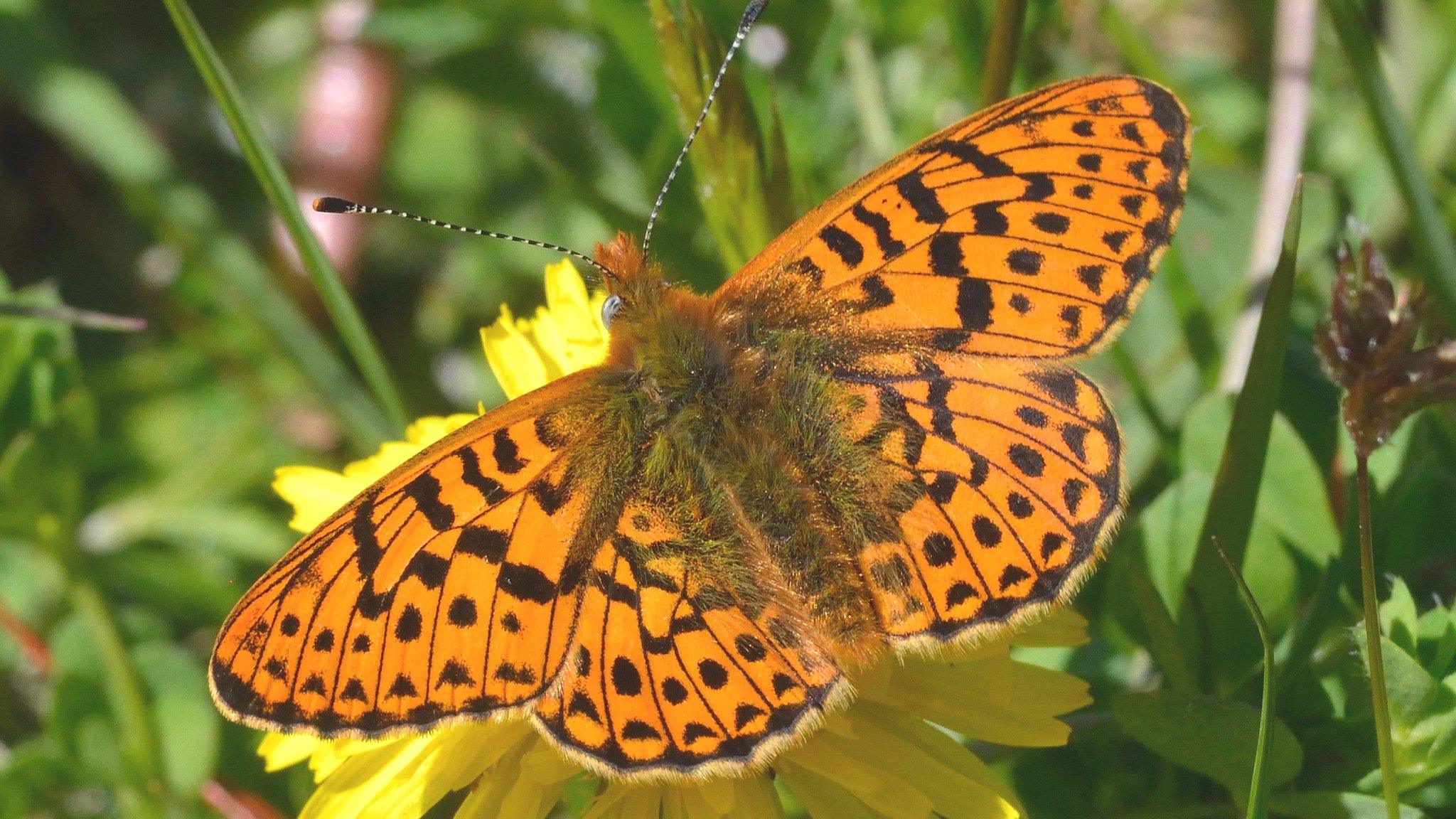 Pearl Bordered Fritillary