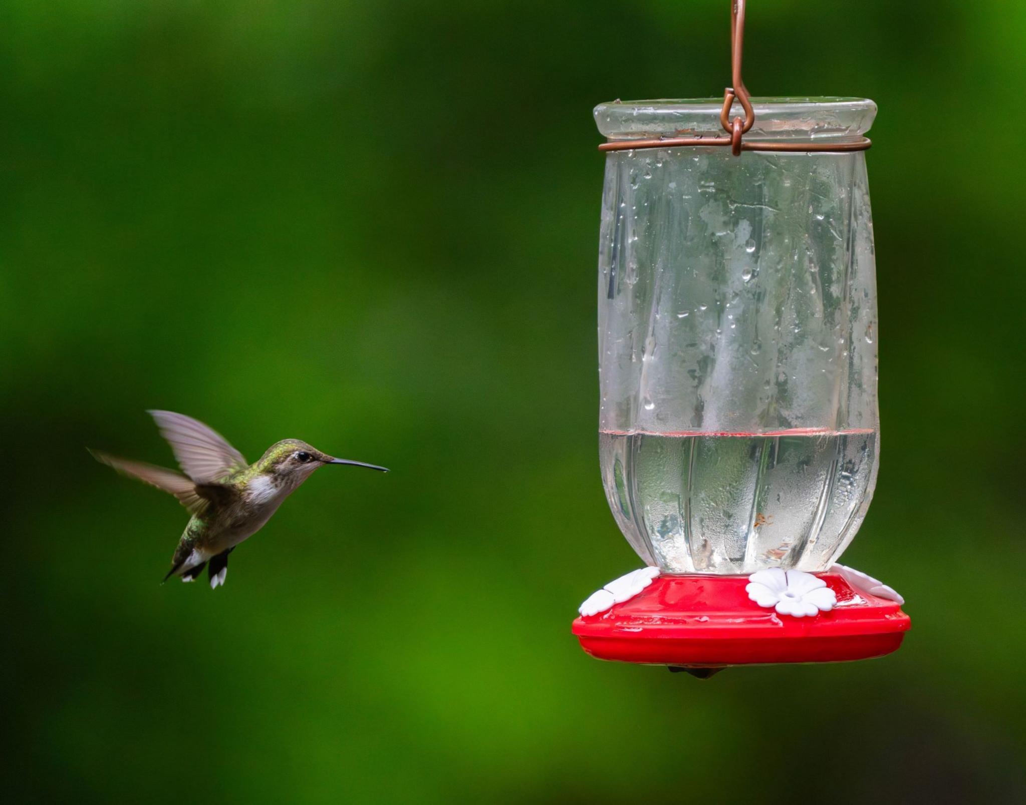 Small green and brown bird flies towards a water feeder