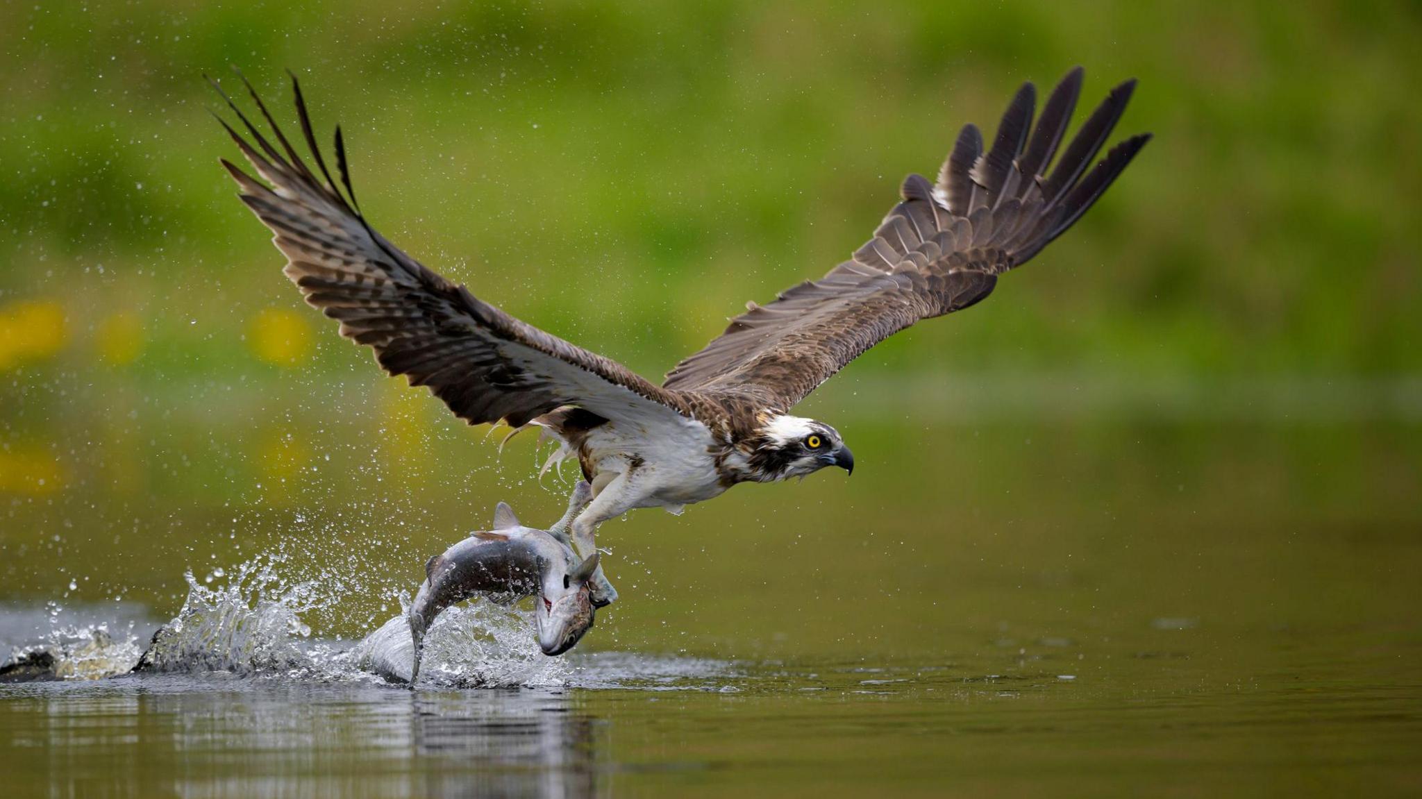 an osprey catching a fish in mid-air from a loch