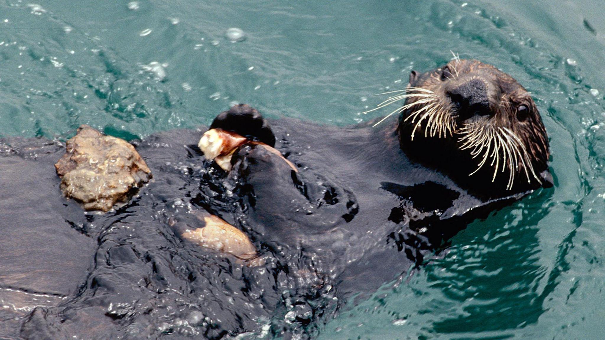 Sea otter with stone on its stomach to crack crab eating a piece of crab.