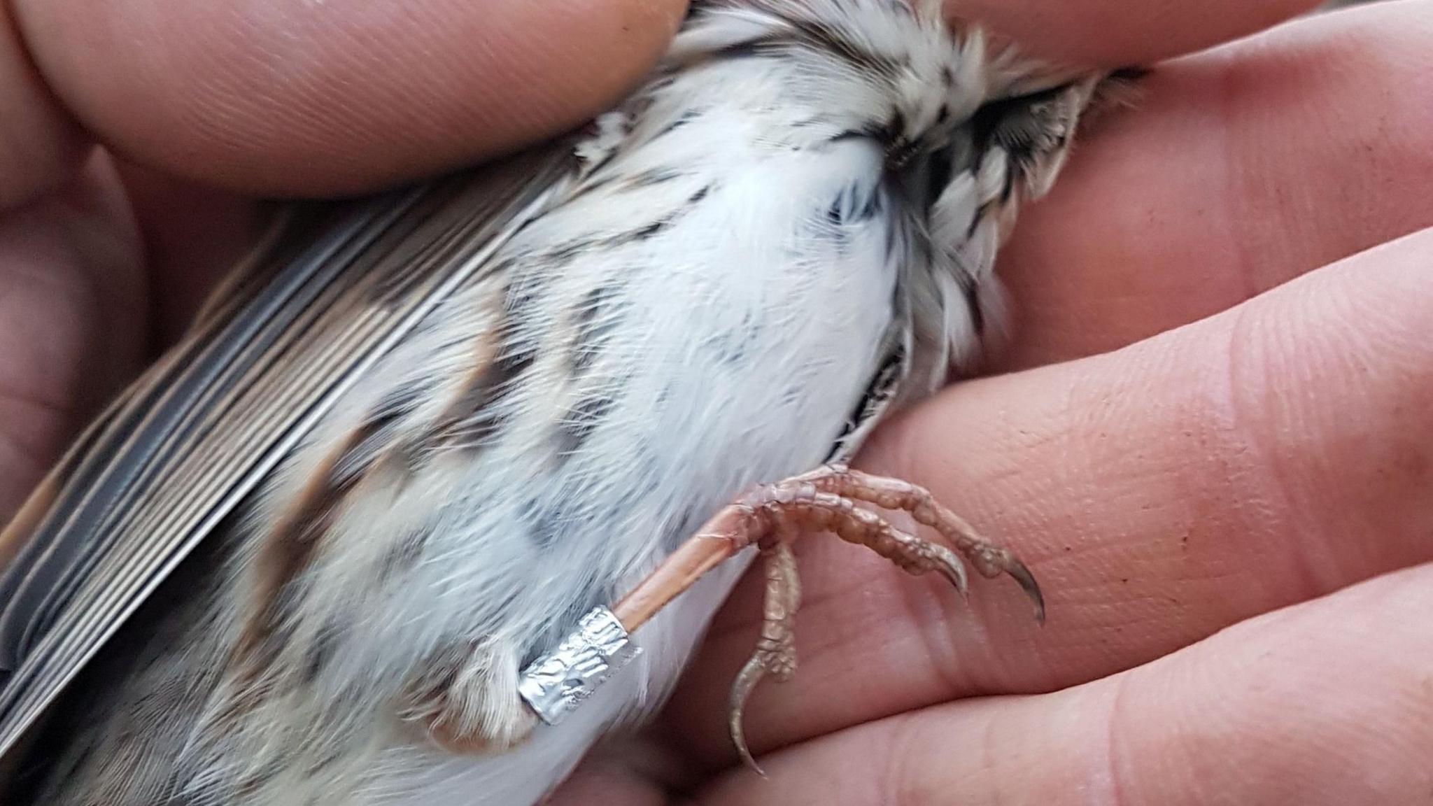 The legs of Little Bunting