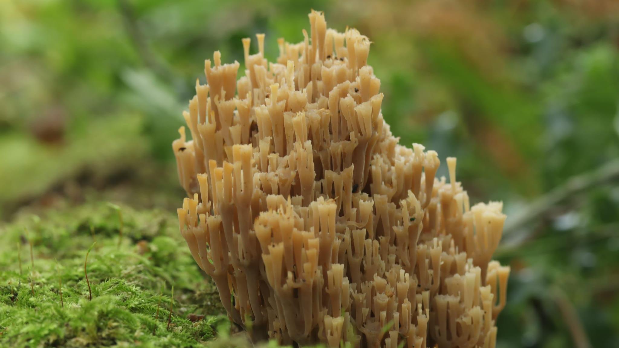 The fungus is on a rotting mossy log. The coral is of a yellow colour and looks like a crown. 