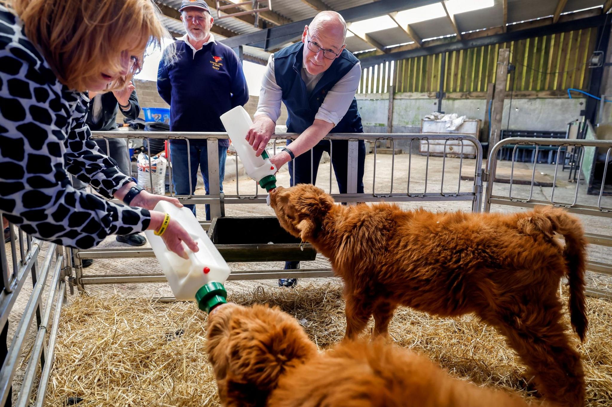 First minister John Swinney holding a bottle to the mouth of a young calf inside a pen. A woman is feeding another calf in the same way