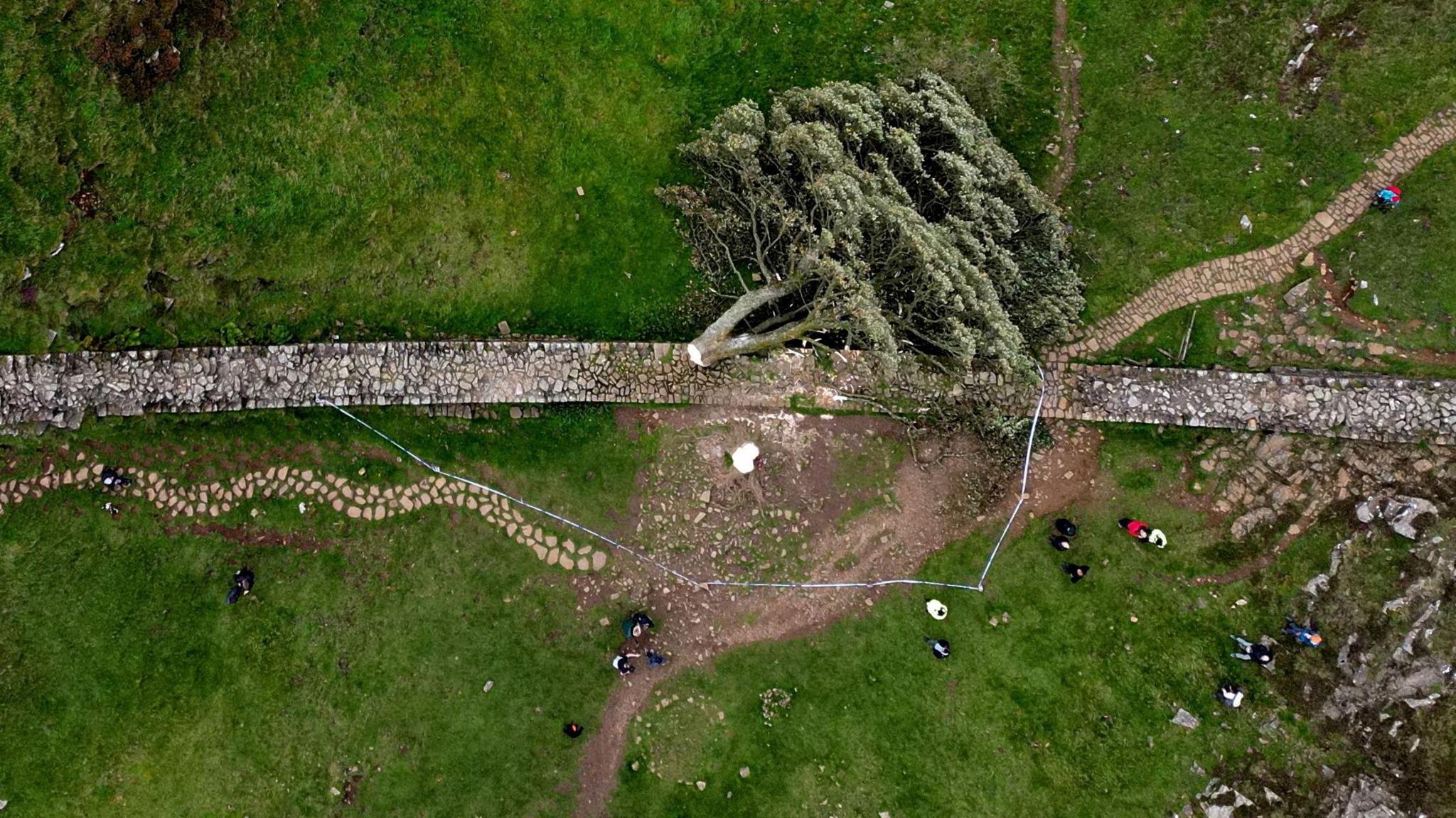 An aerial view of the Sycamore Gap after it was felled in September 2023. The area is cordoned off and the tree is across Hadrian's Wall with several people standing around it
